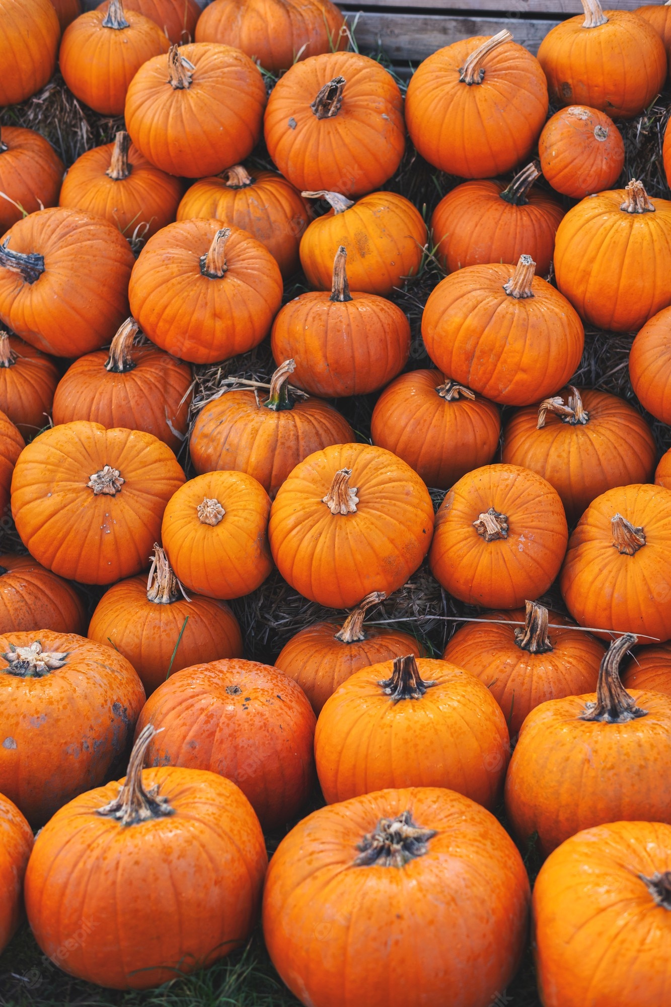 Fall Pumpkin Wallpaper Picture