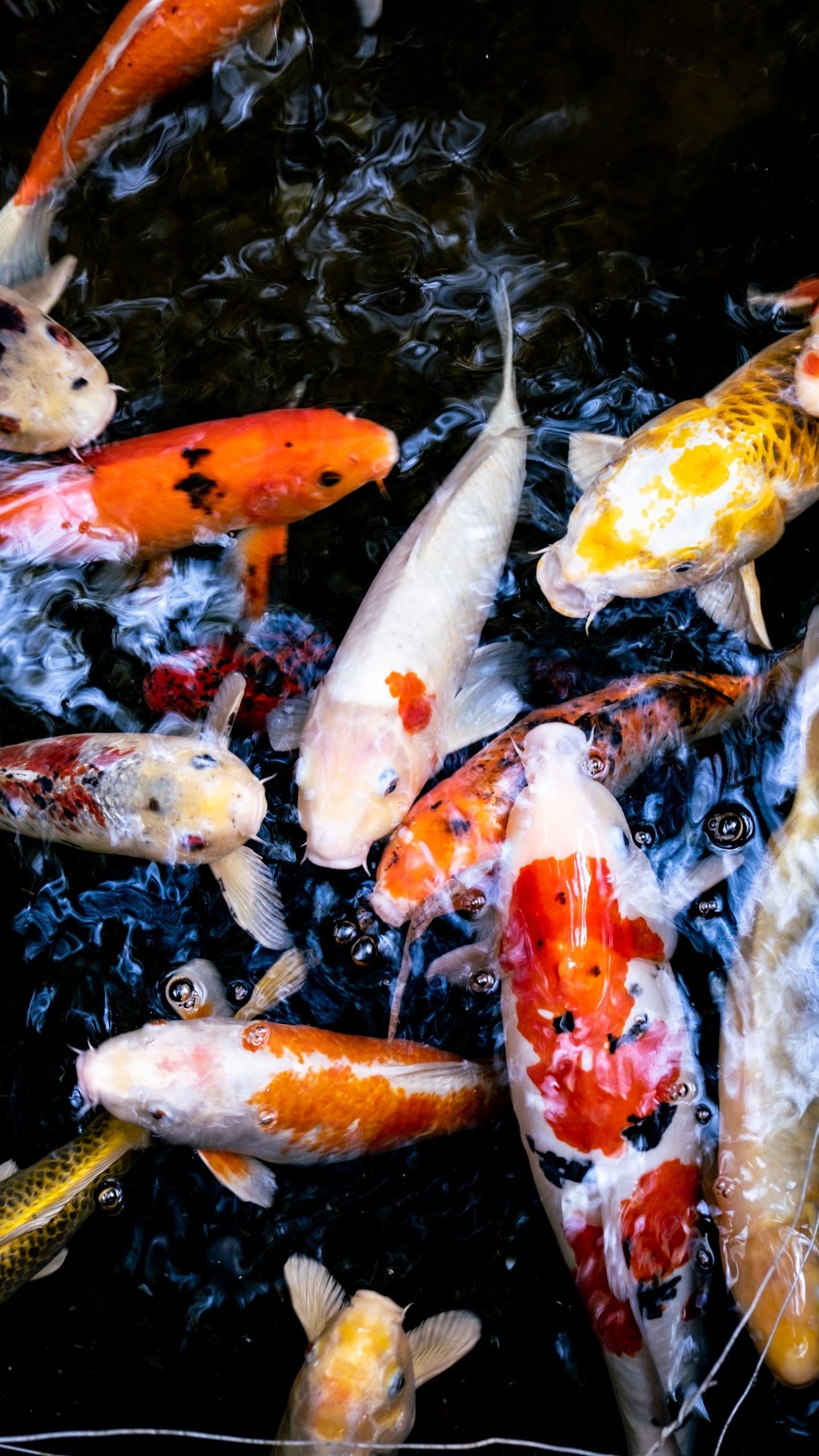 Colorful Koi Carp Fishes Water Bubbles Dark Background 4K HD Fish Wallpaper