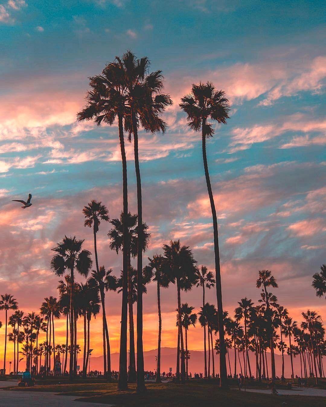 A sunset over palm trees and the ocean - Los Angeles