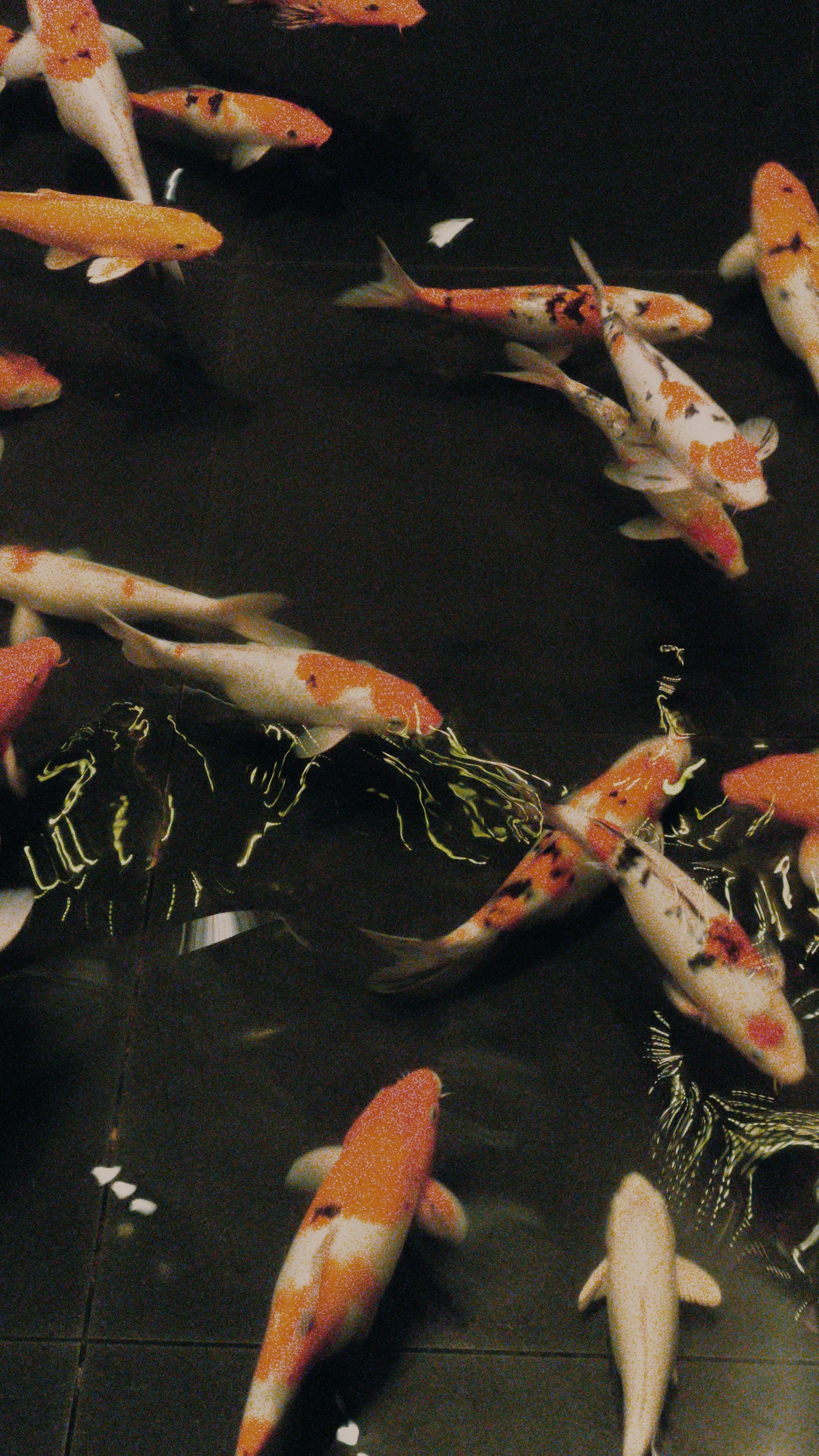 A group of fish swimming in water - Koi fish