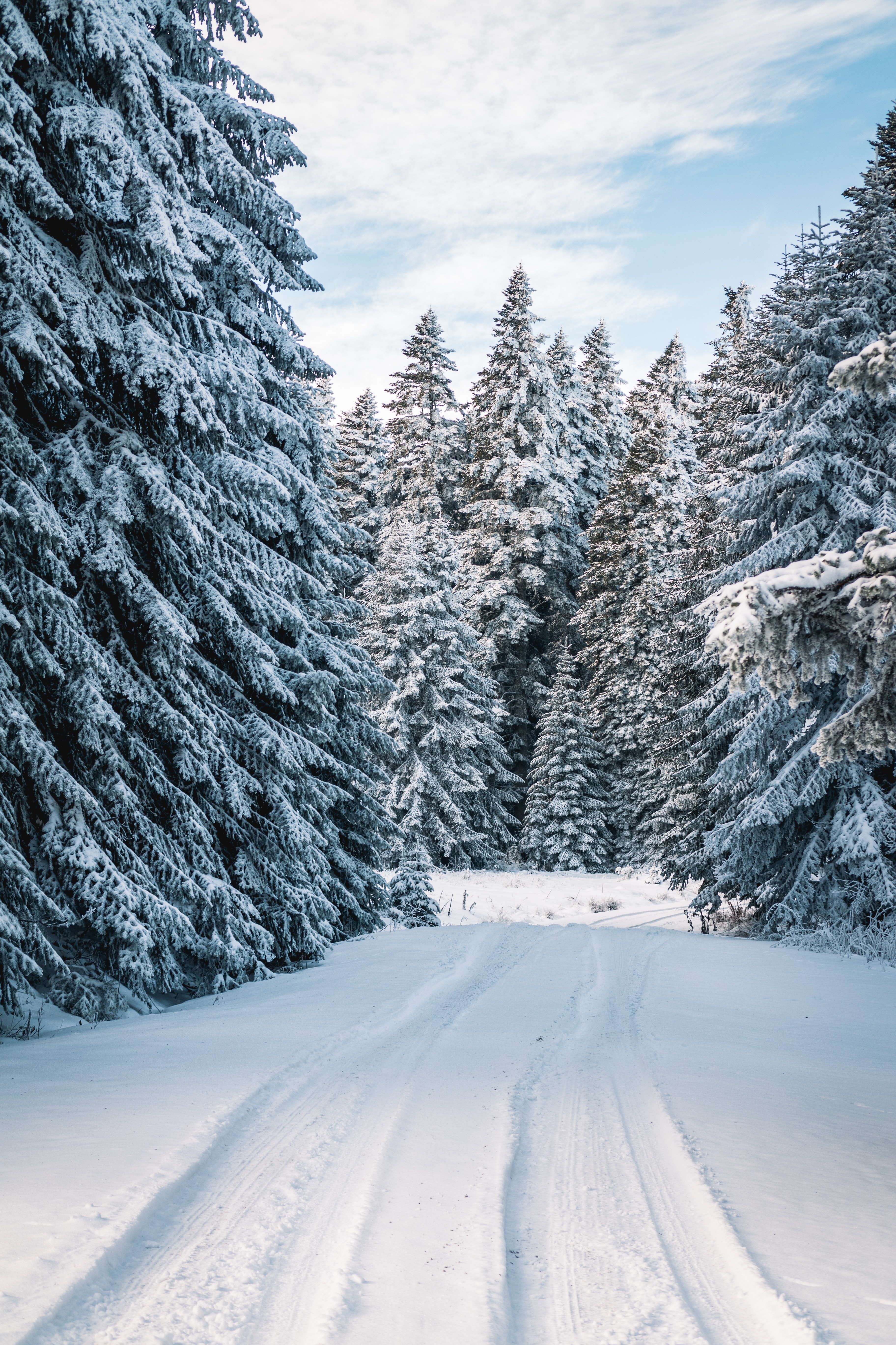 A snowy road with trees on either side - Snow, winter