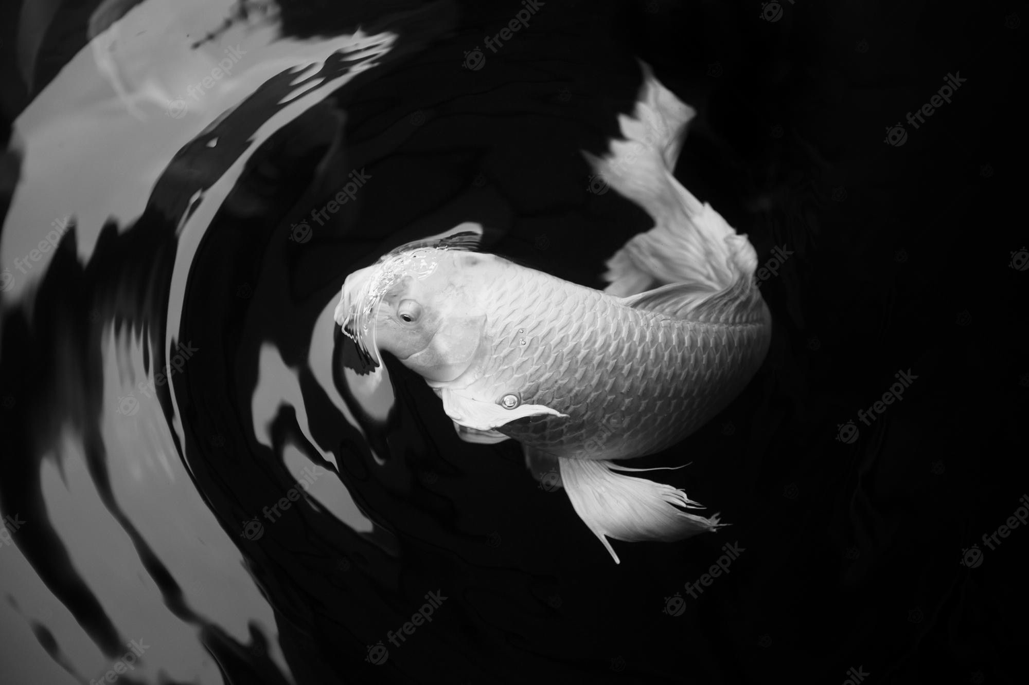 Premium Photo. Butterfly koi fish white platinum color in black pond with motion of water wave art