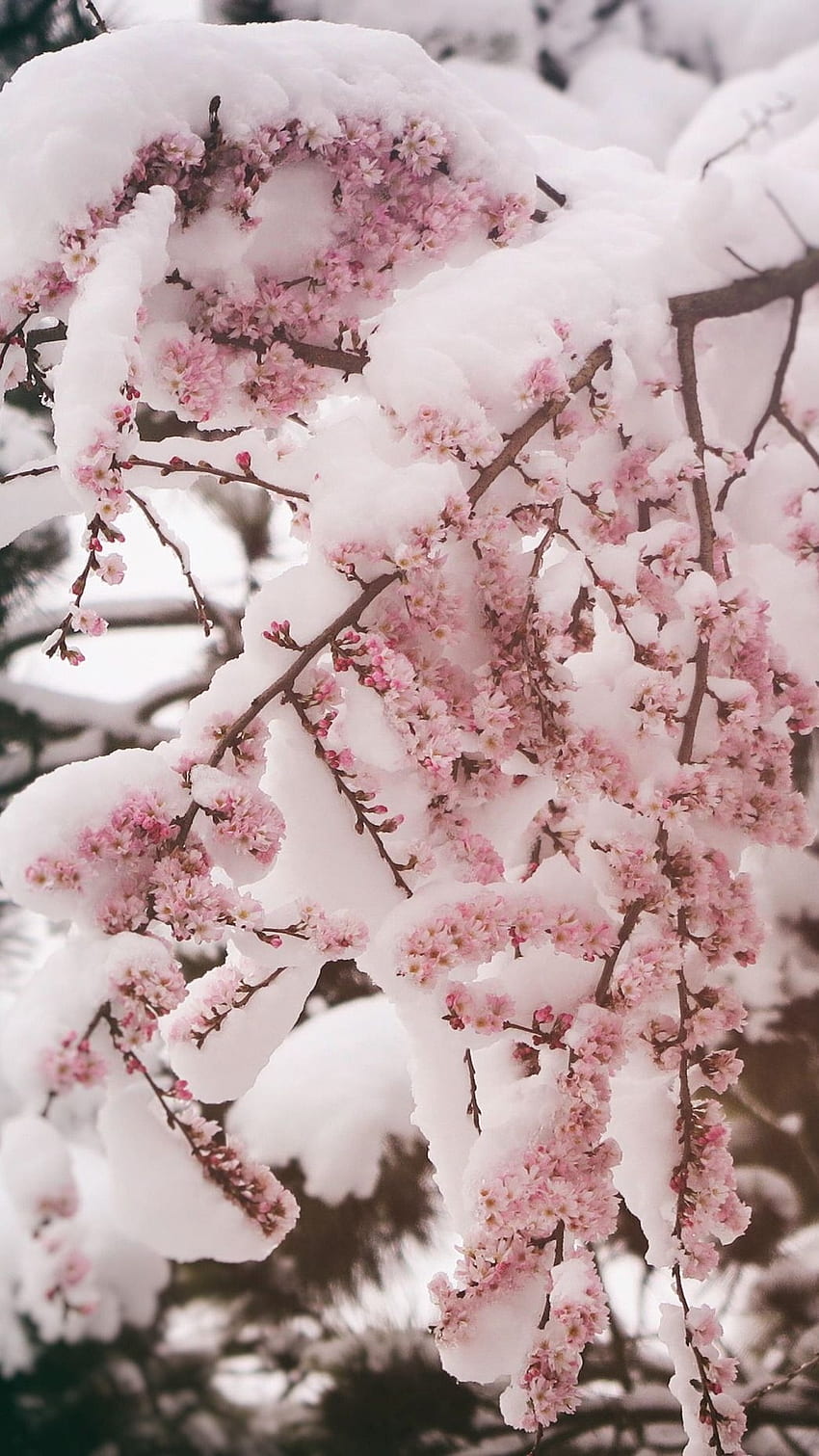 A tree with pink flowers covered in snow - Snow