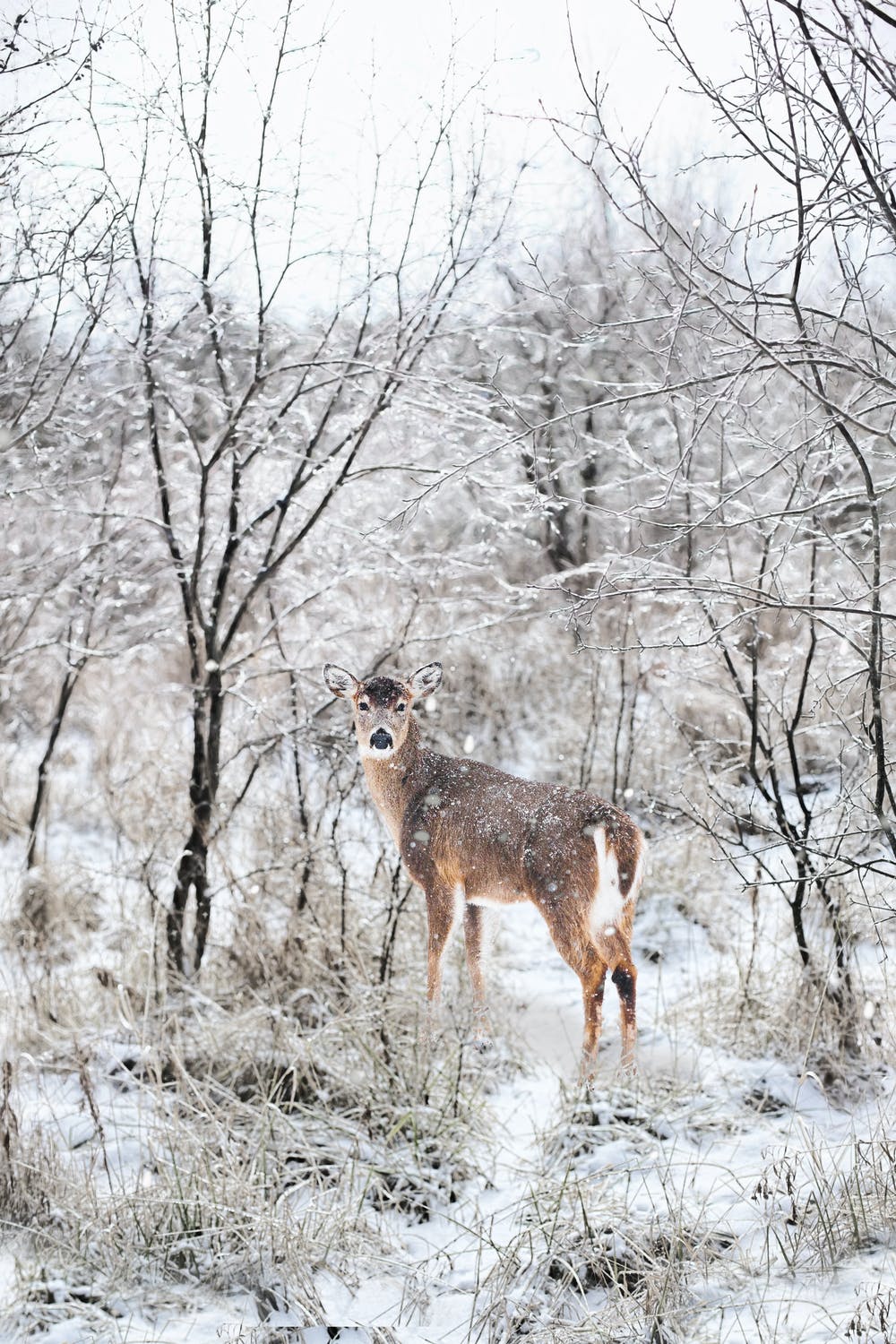 A deer standing in the snow near some trees - Snow