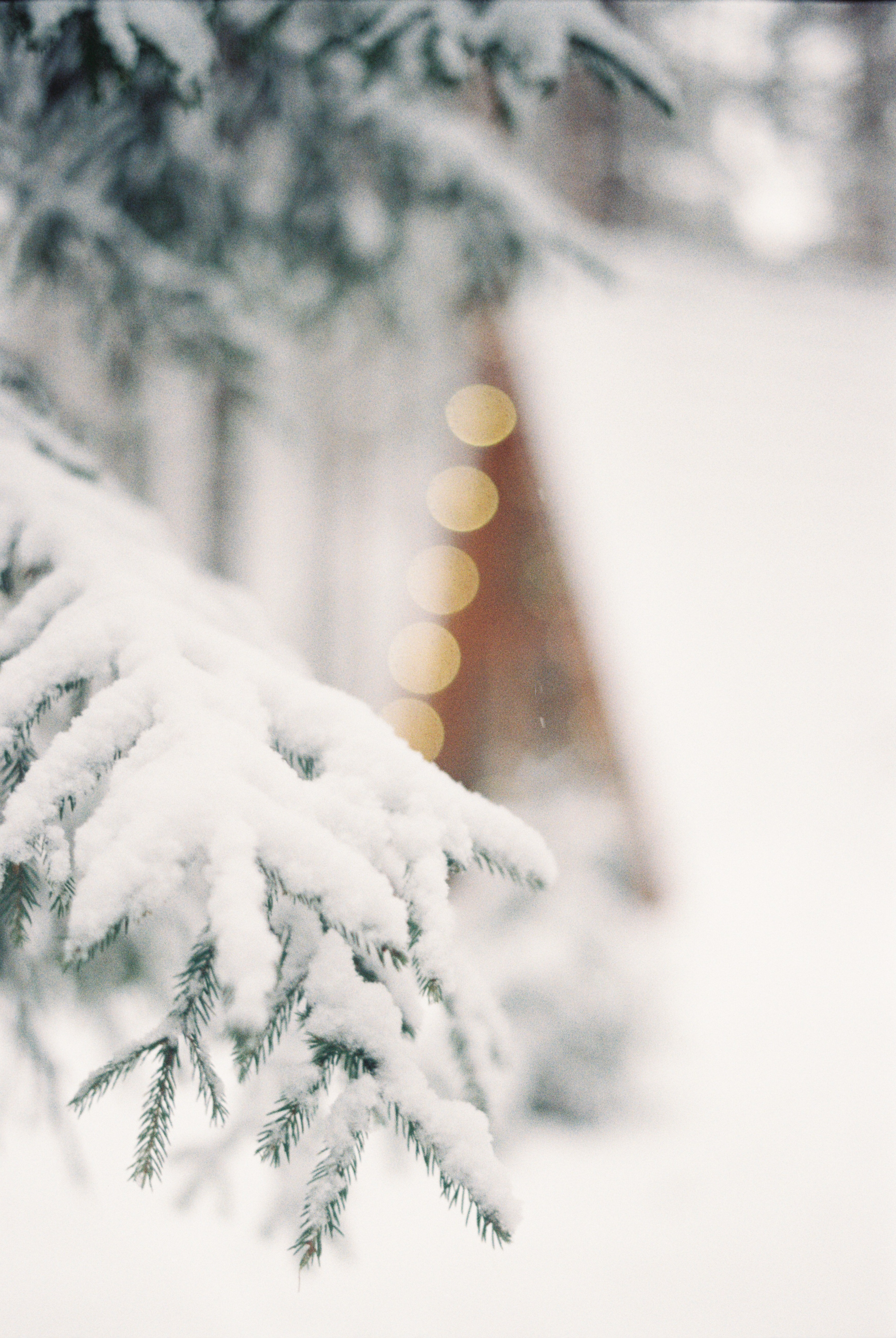 A tree covered in snow with lights on - Snow