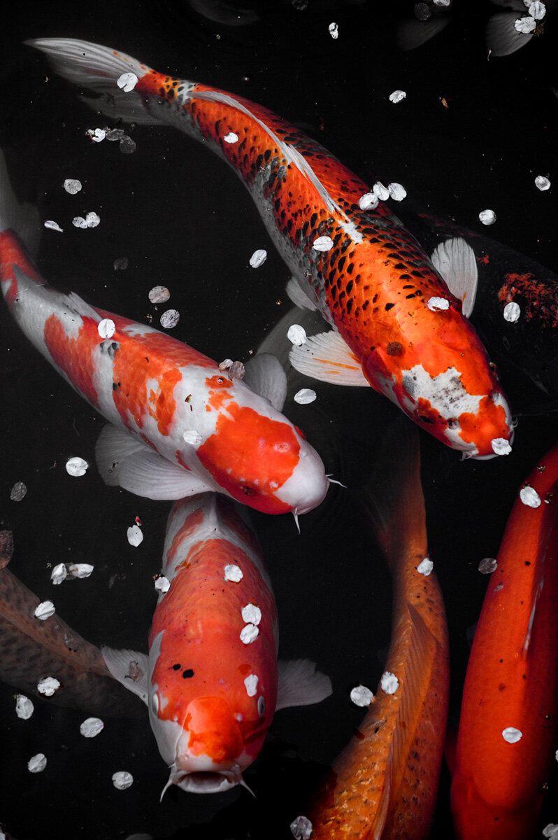 A group of koi fish swimming in a pond - Koi fish