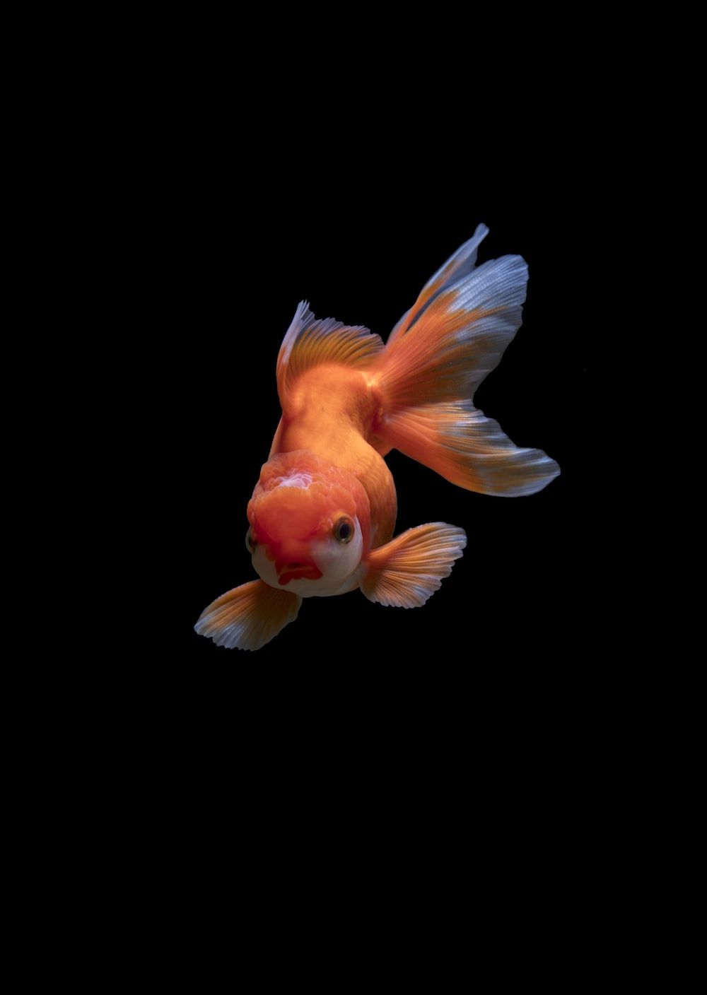A goldfish swimming in the dark water - Koi fish, fish