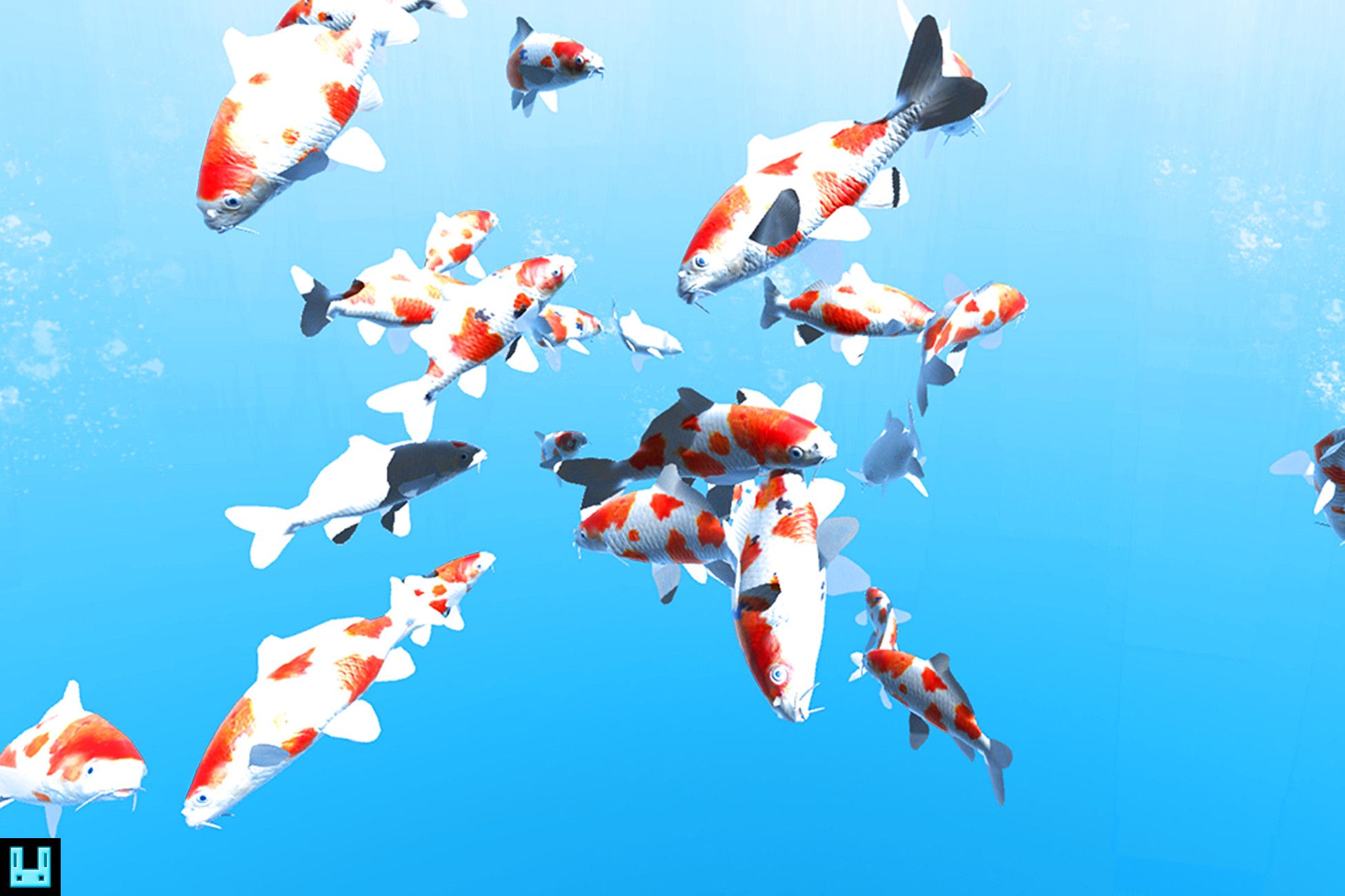 A school of koi fish swimming in a blue pond - Koi fish
