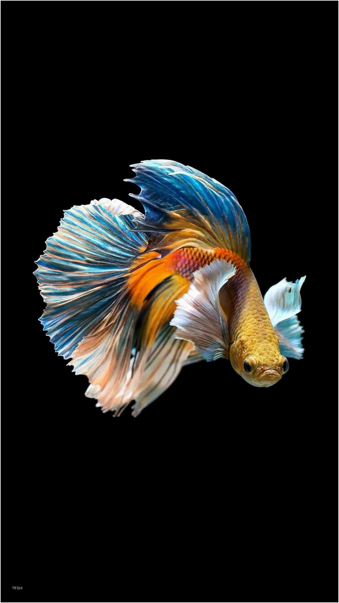 A colorful betta fish on a black background - Koi fish