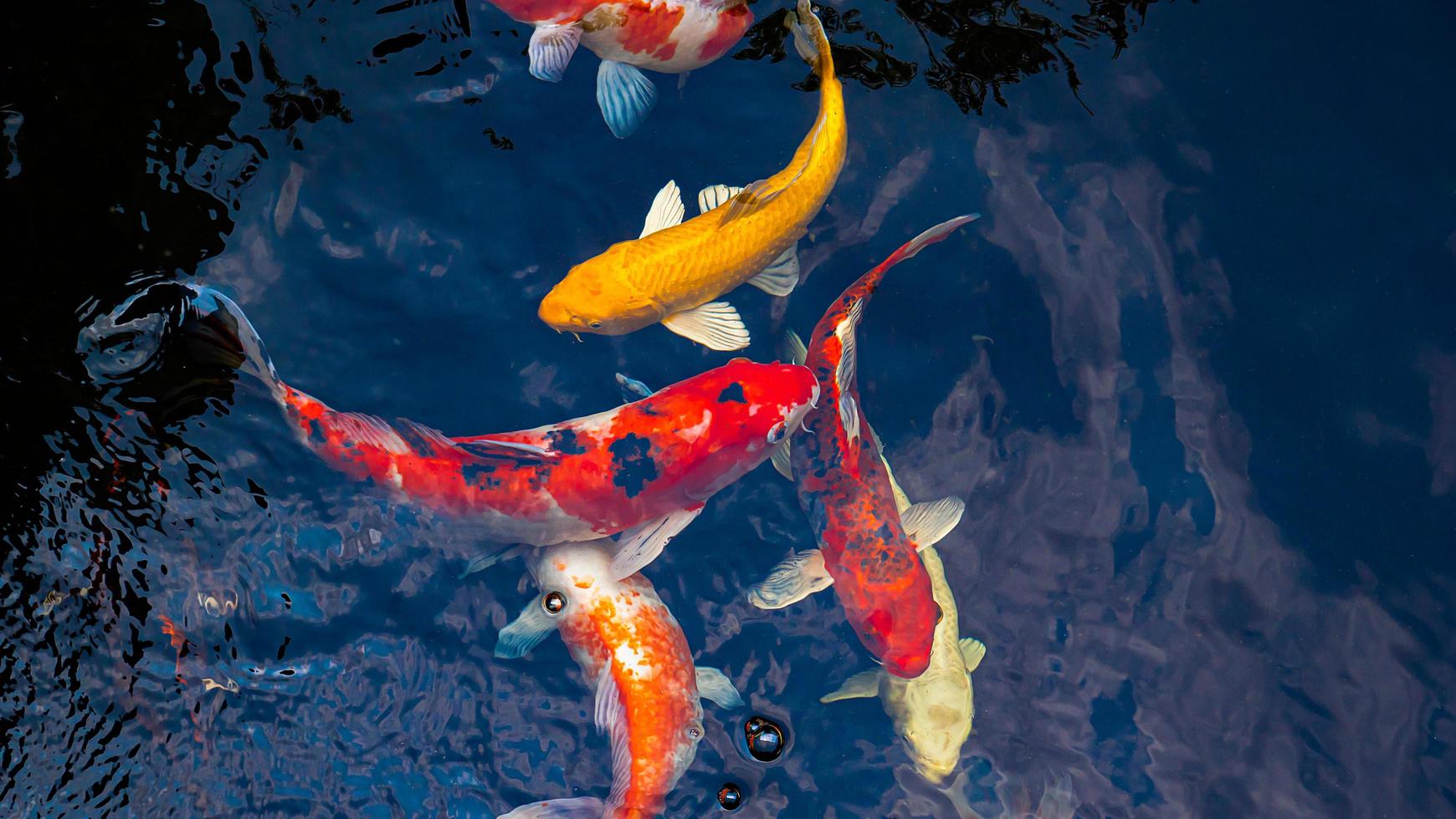 Japan koi fish or Fancy Carp swimming in a black pond fish pond. Popular pets for