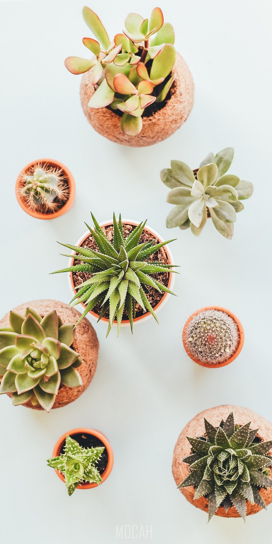 A group of plants in small pots - Succulent