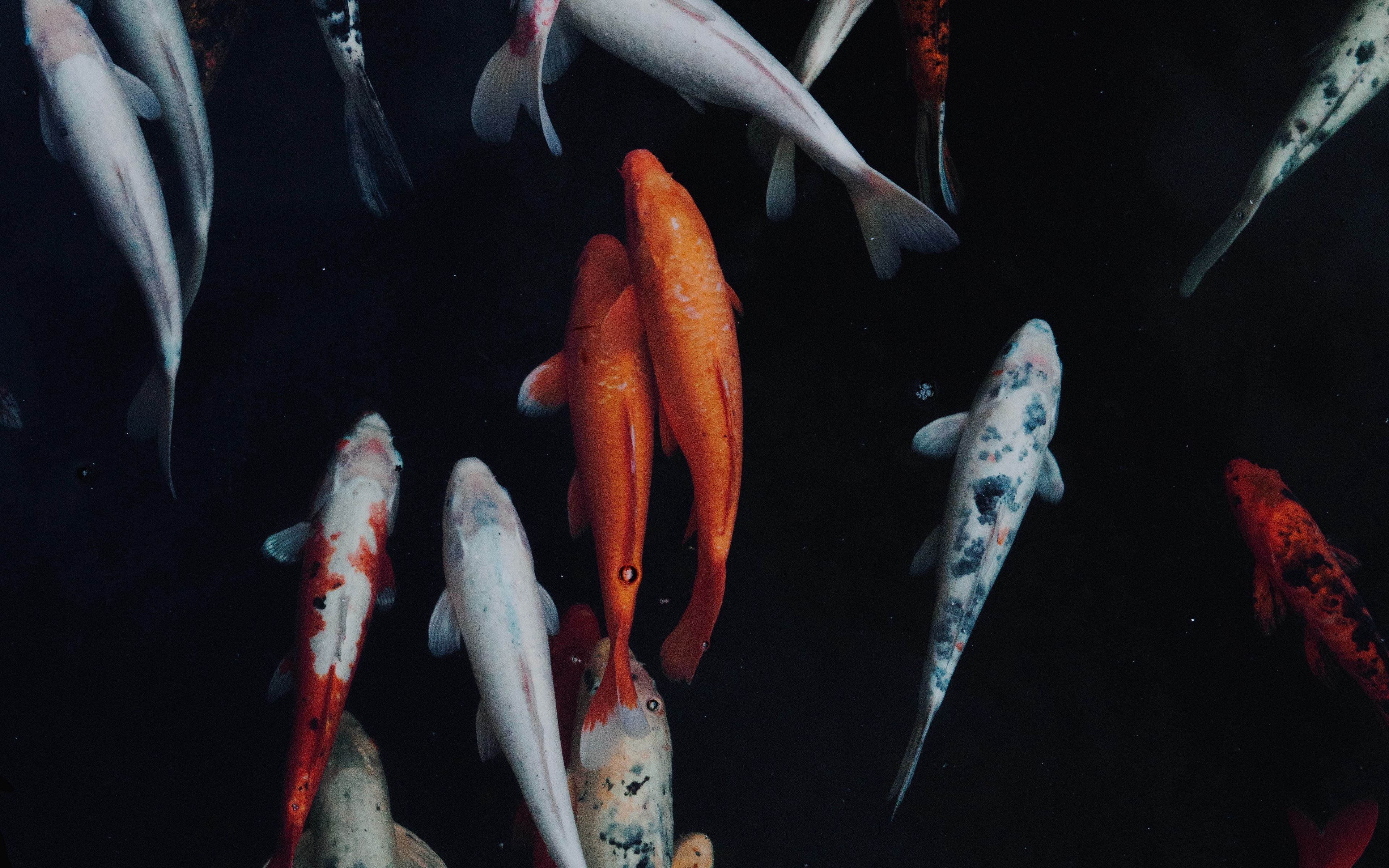 A group of fish swimming in the water - Koi fish