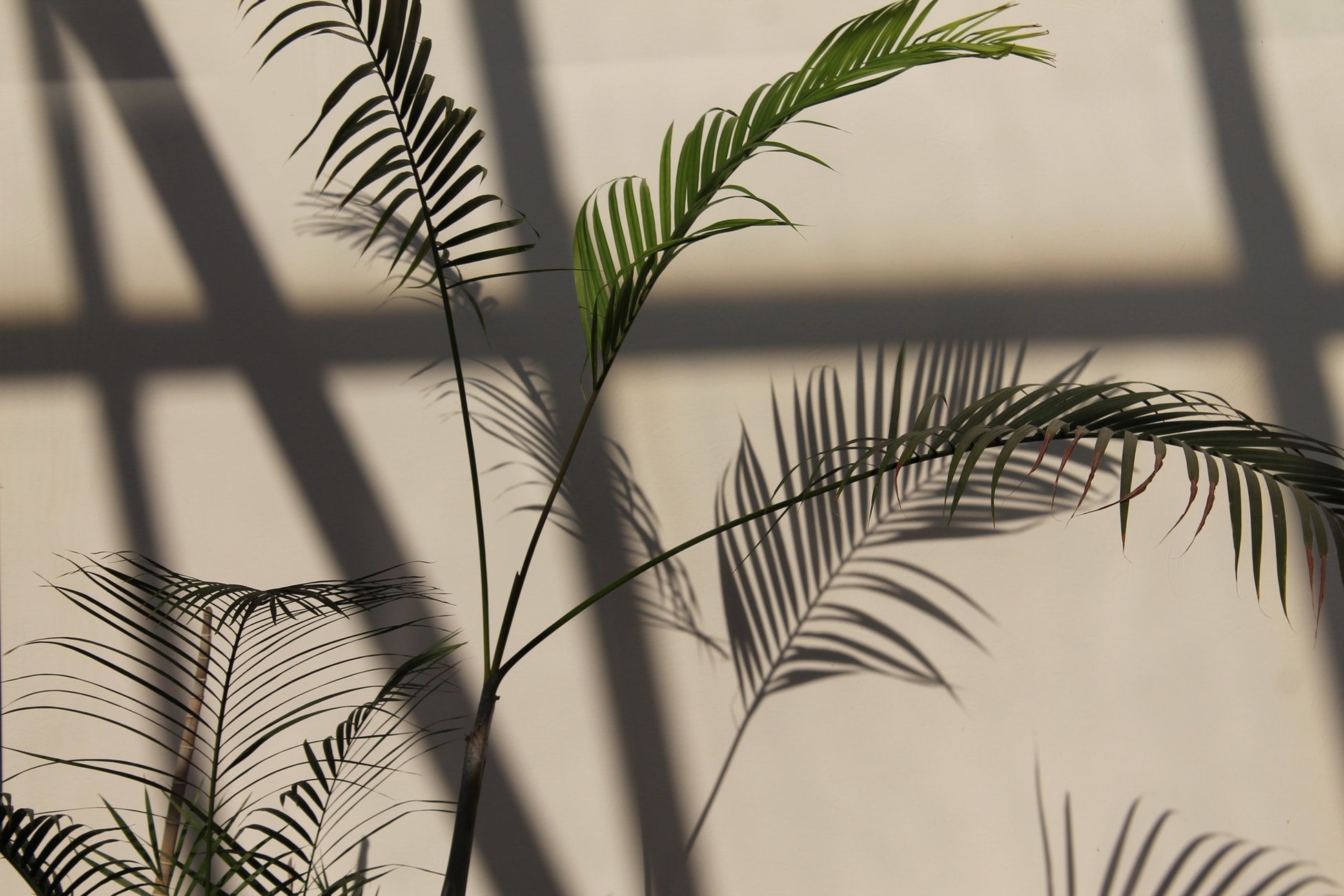 A palm plant casts a shadow on a wall - Succulent