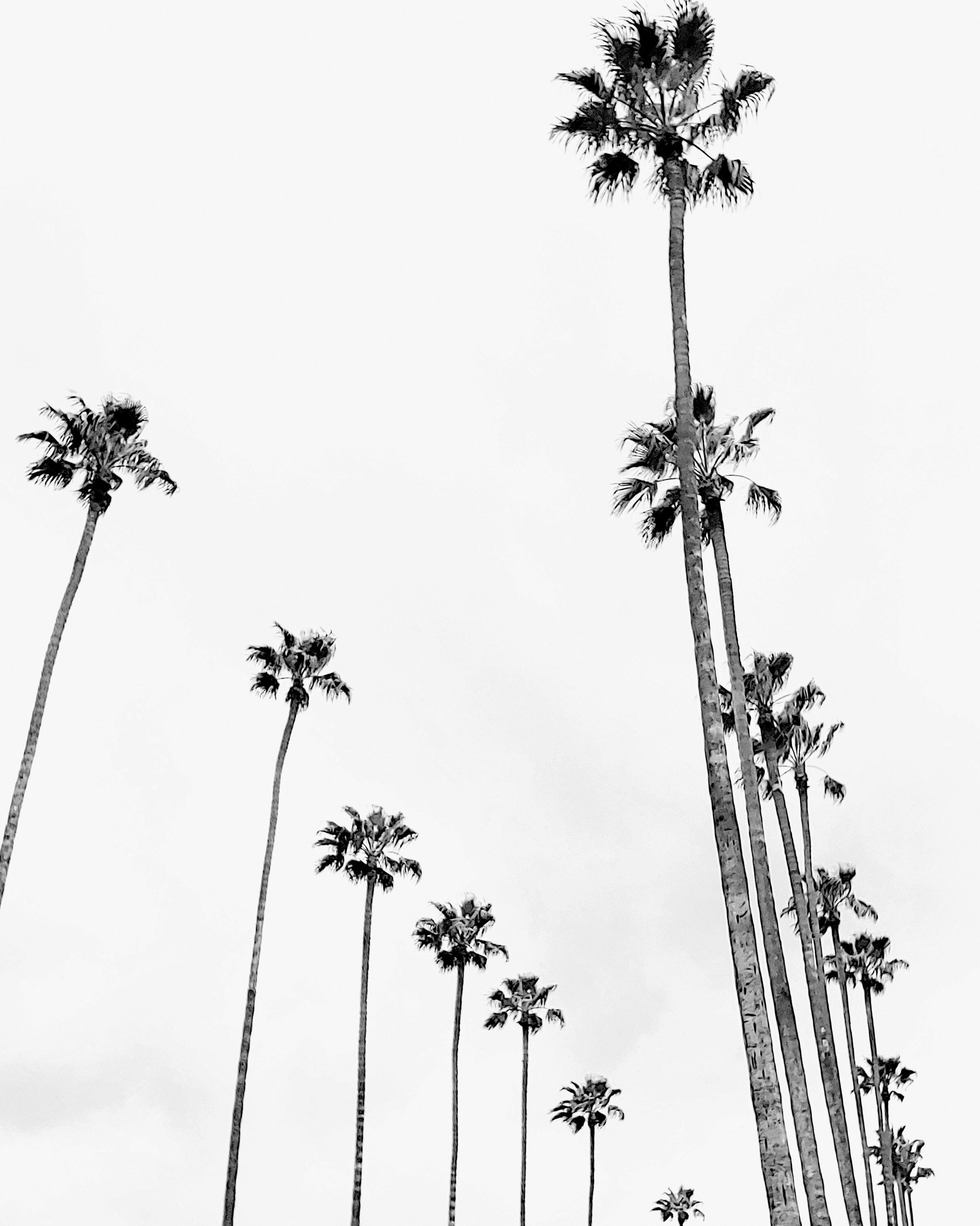 Black and white photograph of palm trees against a white sky. - Los Angeles