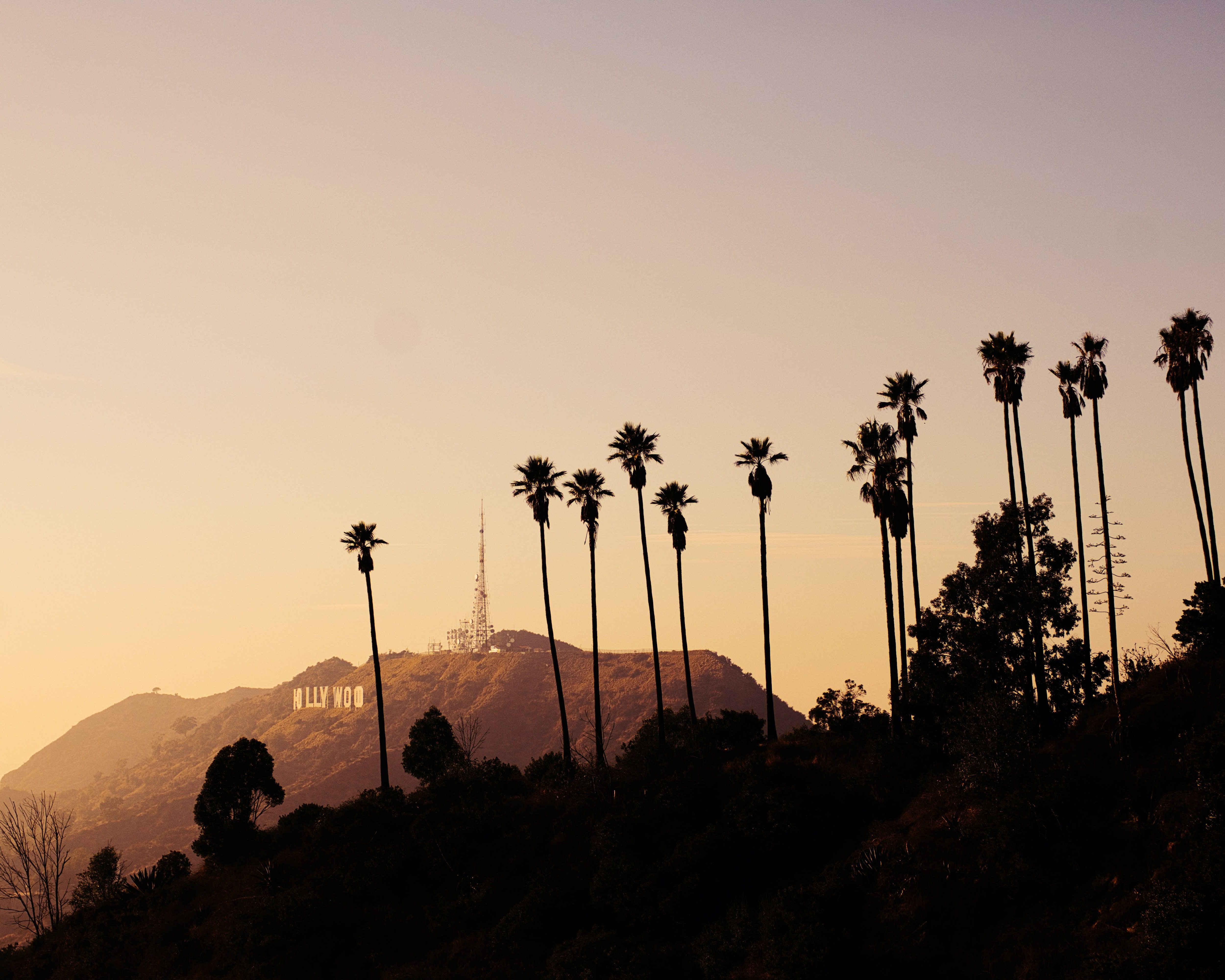 A group of palm trees on the side hill - Los Angeles