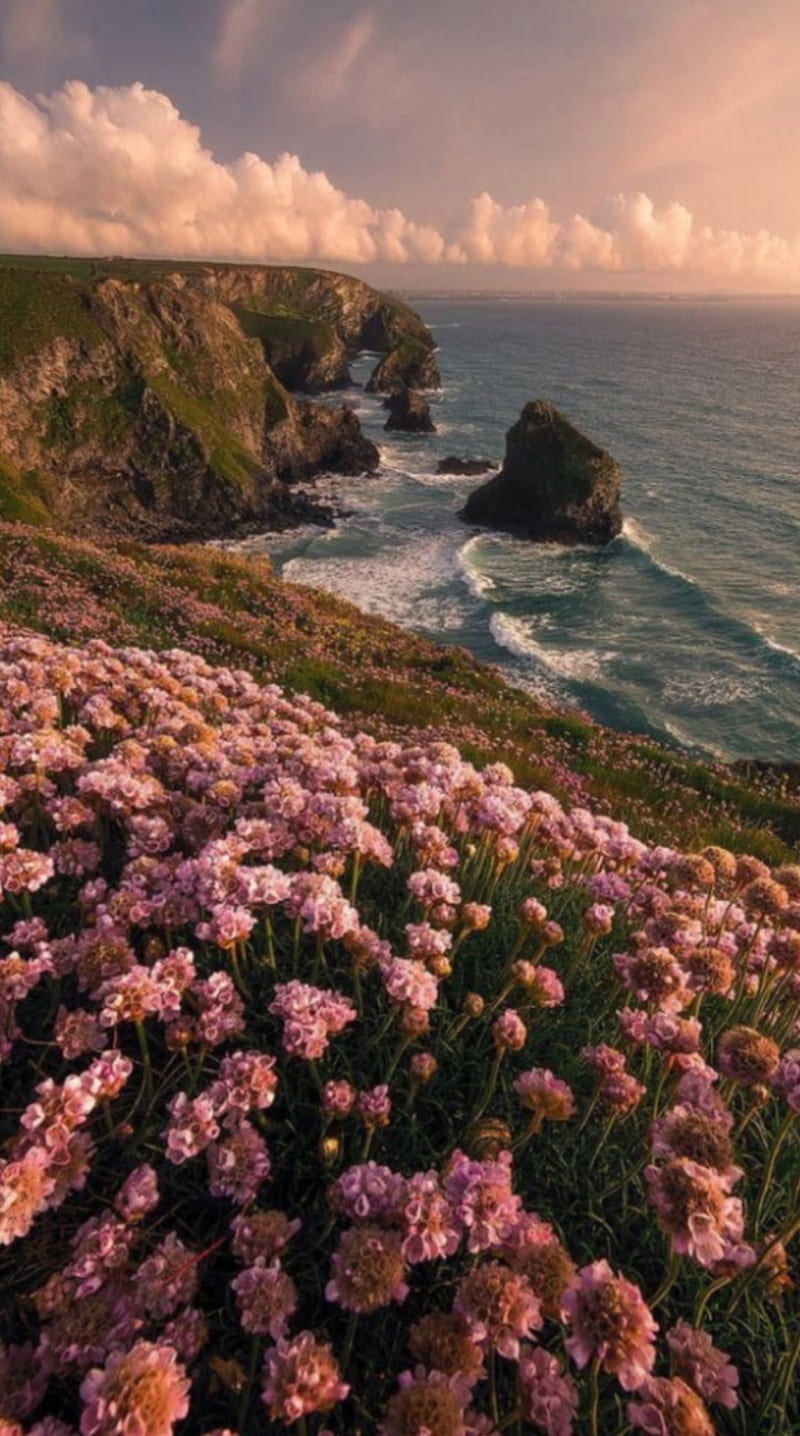 Pink flowers on the side of a cliff overlooking the ocean - Rocks