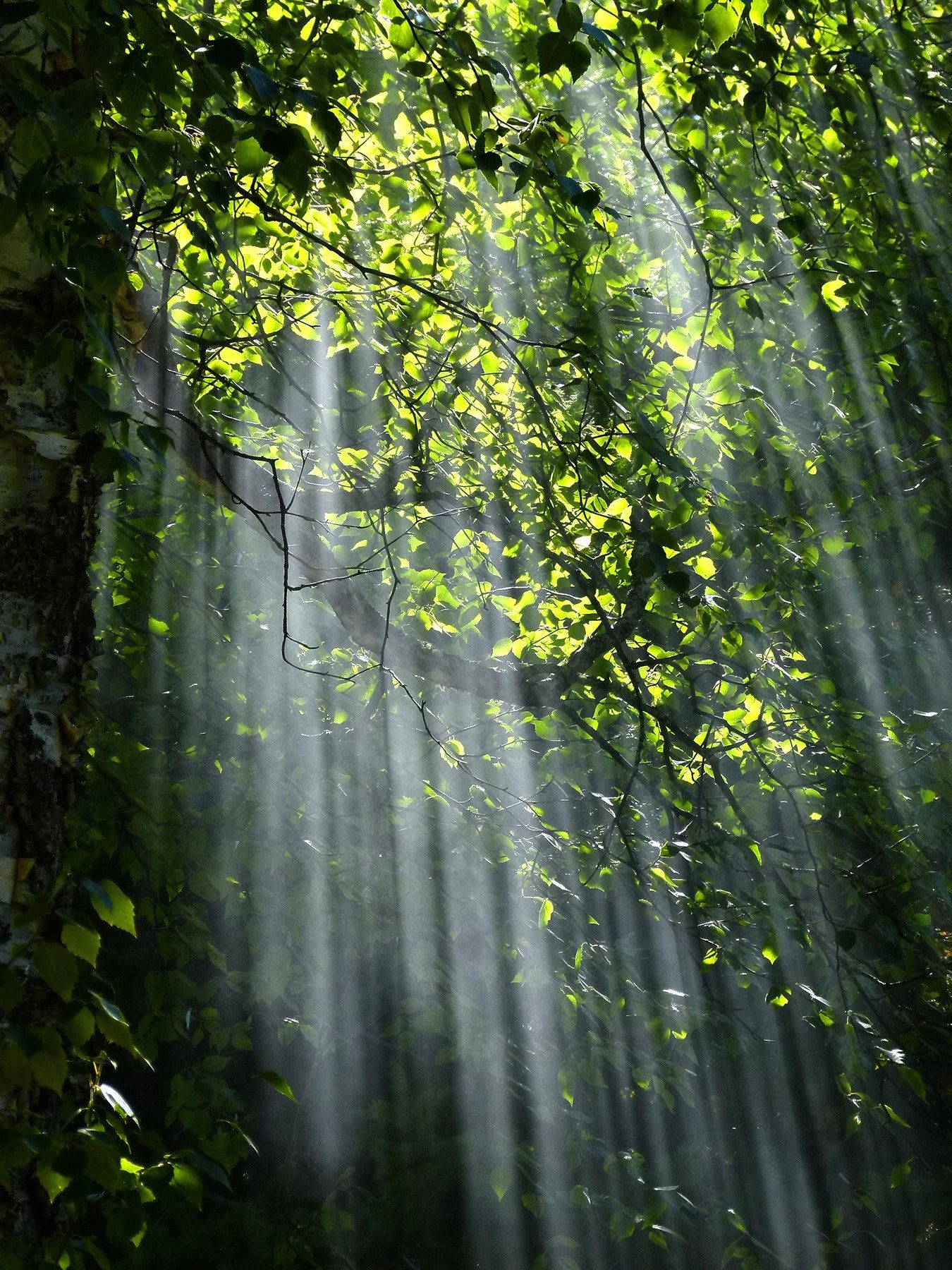 Sunlight shining through the trees in the forest - Sunlight, sunshine