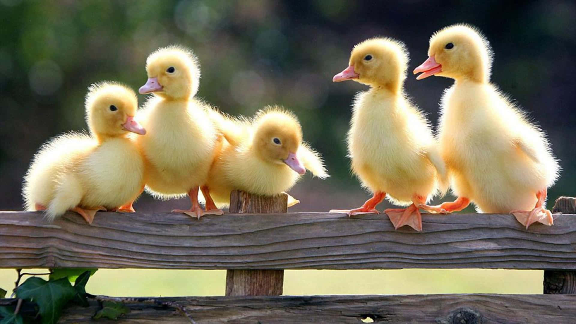 Free Cute Duck Background Photo, Cute Duck Background for FREE