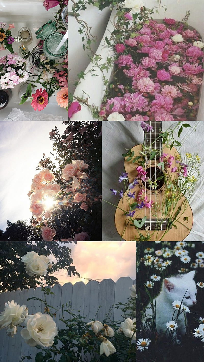 Flower Aesthetic, pretty, HD phone wallpaper
