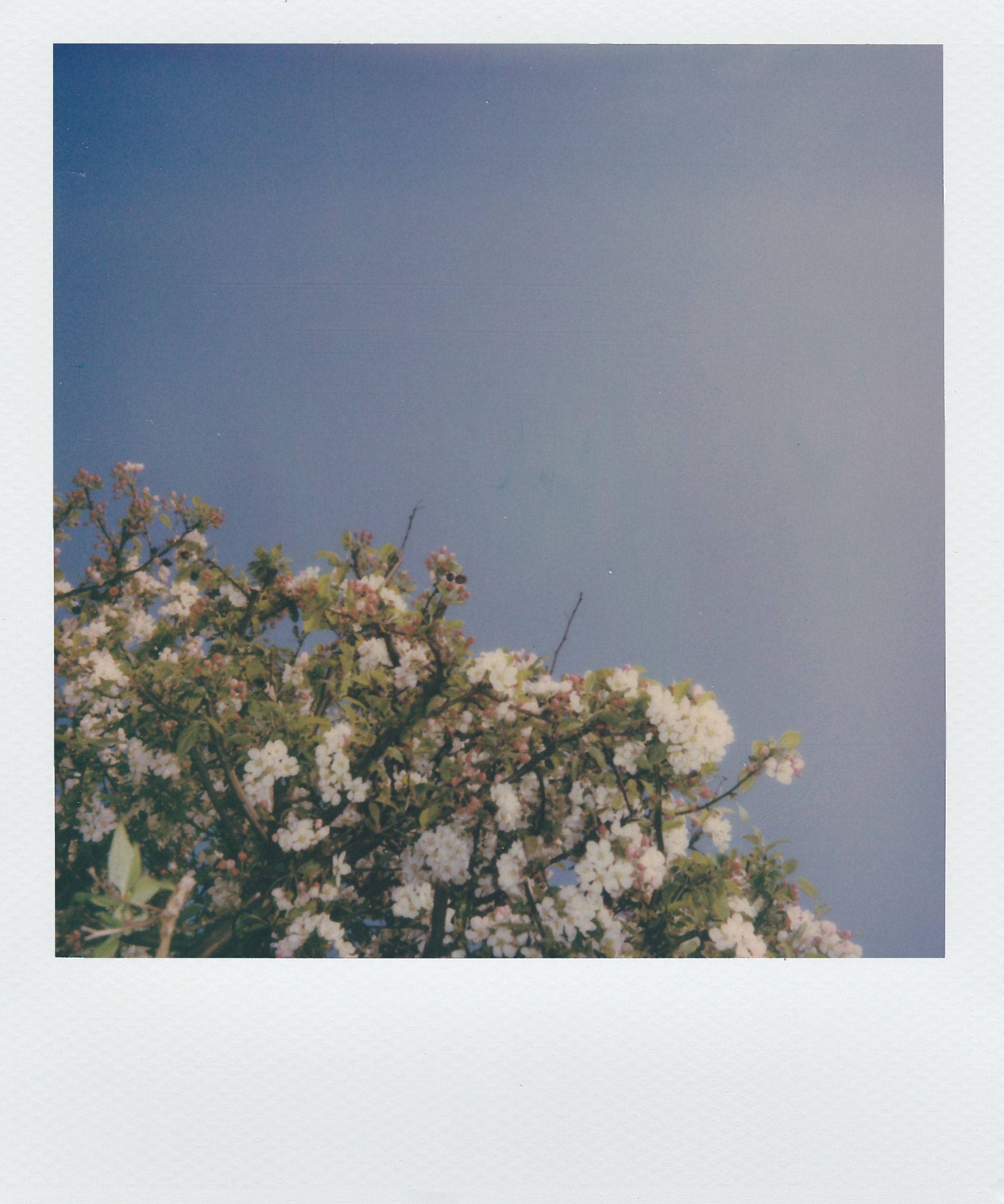 A tree with white flowers against a blue sky. - Polaroid