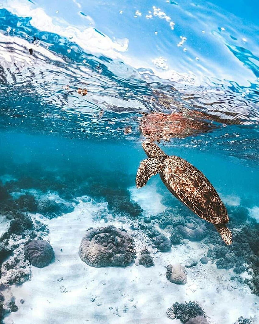 A turtle swims in the ocean - Sea turtle