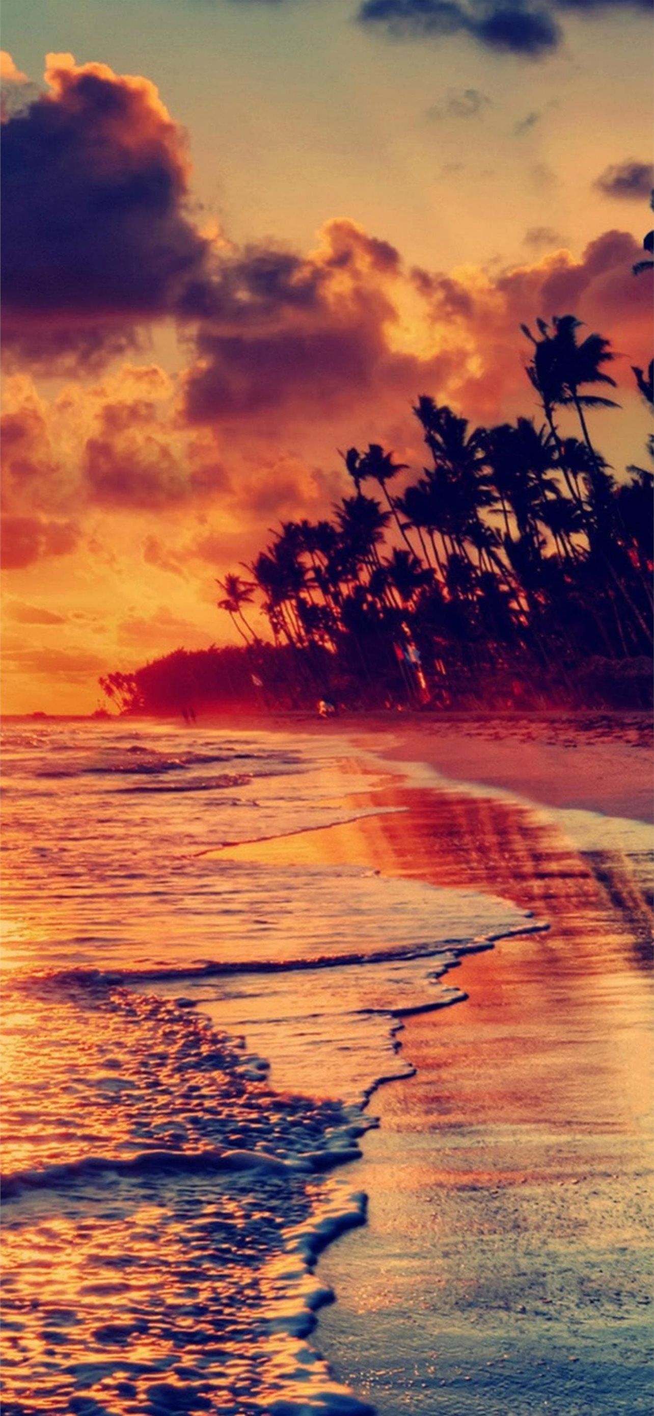 A sunset on the beach with palm trees - Beach, HD, landscape