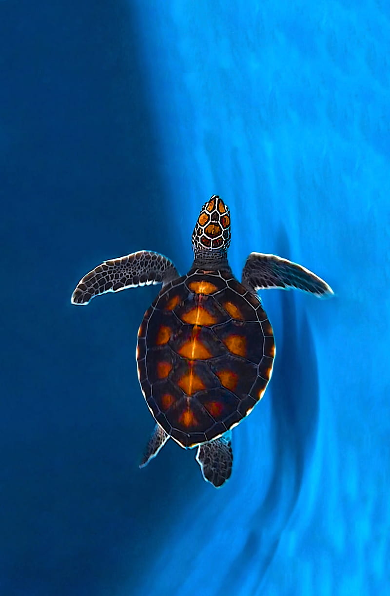 A baby turtle swimming in the ocean - Sea turtle