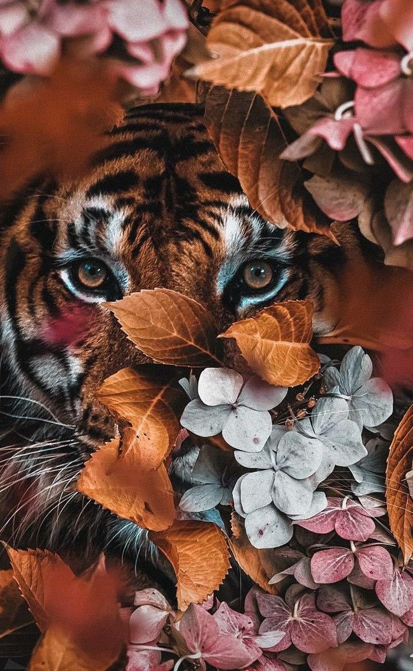 Lucy Rennie on ♥️ My love for Tiger's ♥️, tiger aesthetic HD phone wallpaper