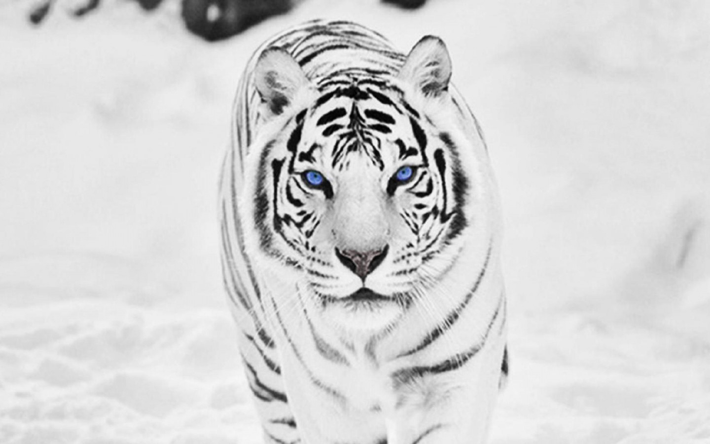Winter Tiger Widescreen Wallpaper 19620