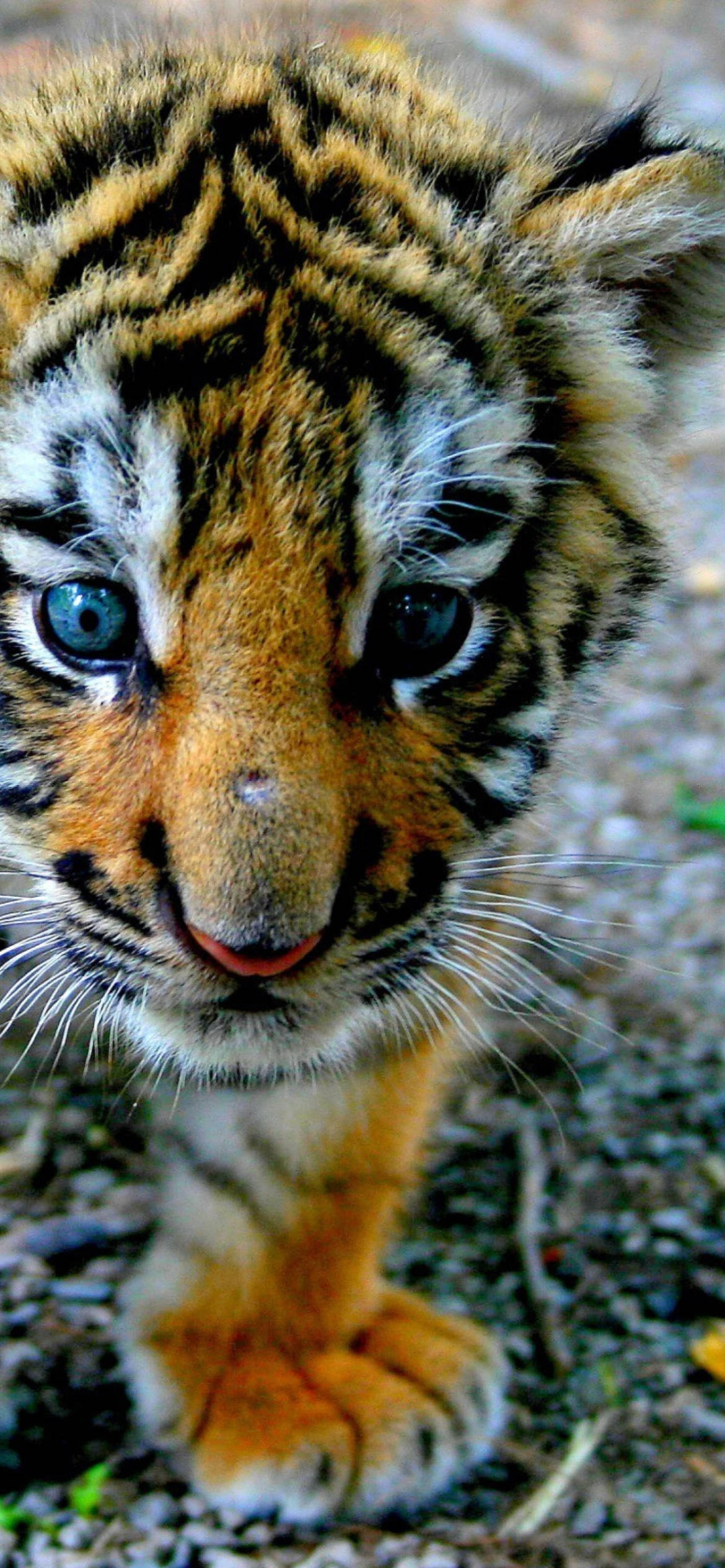 Download Cute Baby Tiger Wallpaper