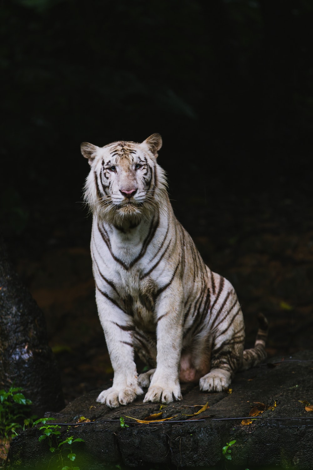 White Tiger Picture [HD]. Download Free Image