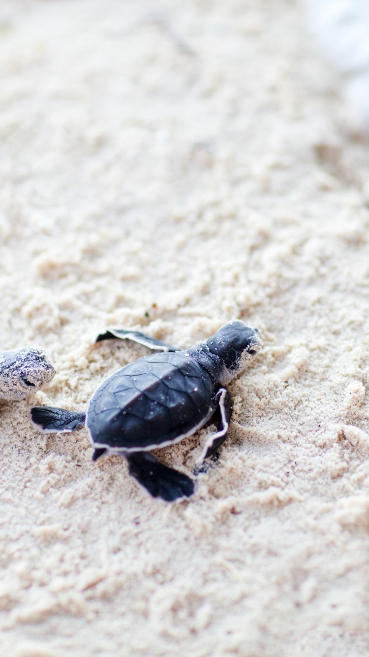 Download wallpaper 750x1334 cute, baby, turtles, sand, iphone iphone 750x1334 HD background, 5802