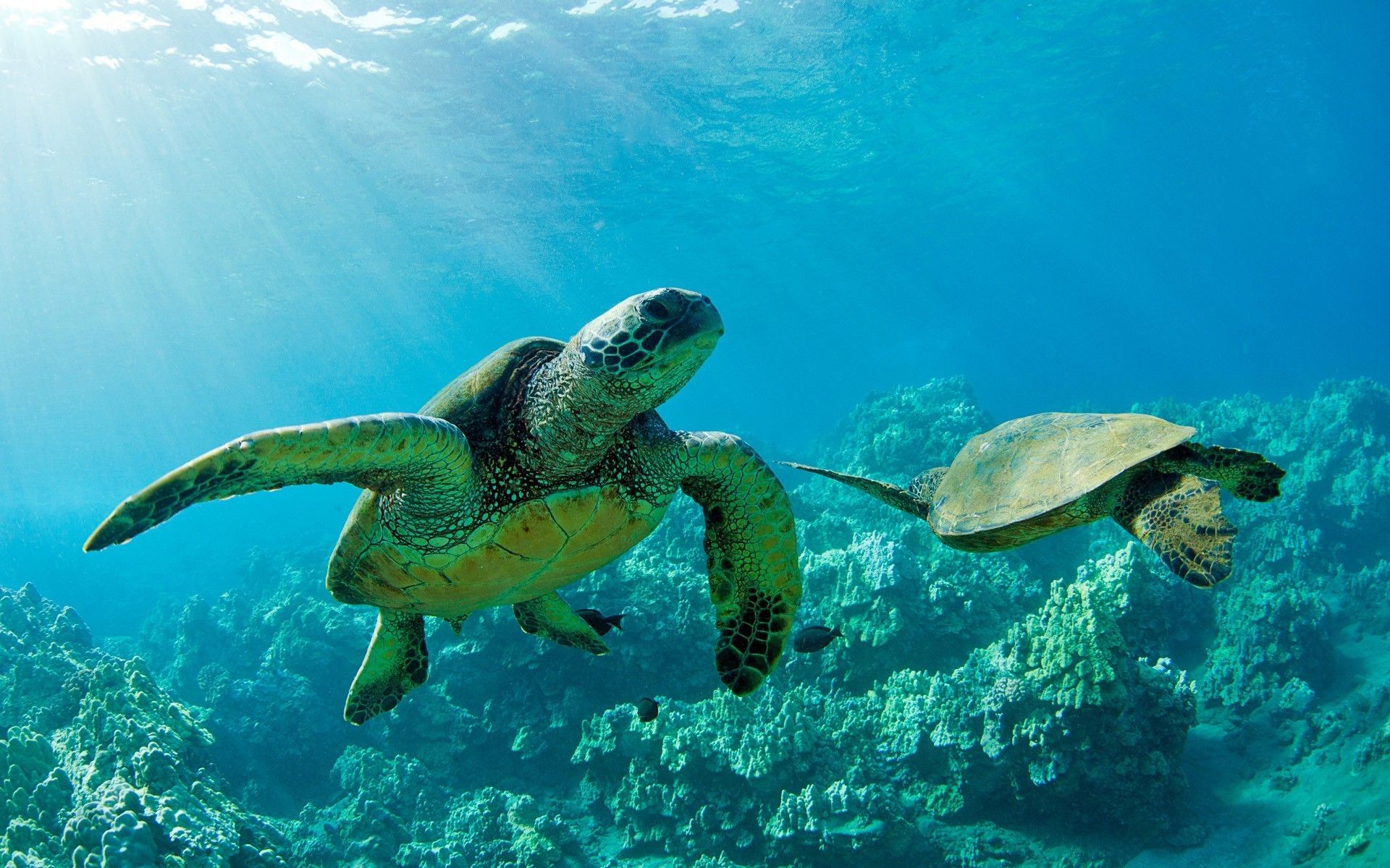Two sea turtles swimming in the ocean - Turtle