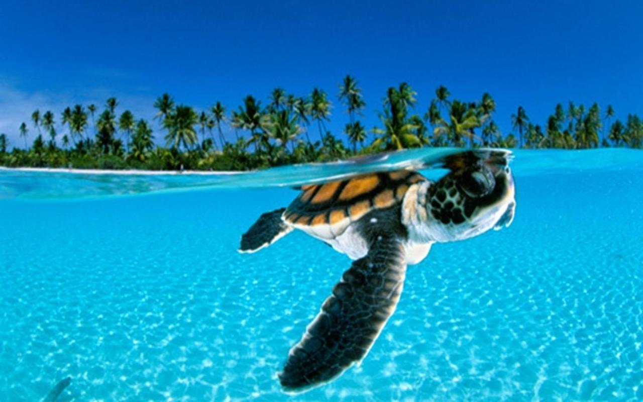 A turtle swims in the ocean - Turtle, sea turtle