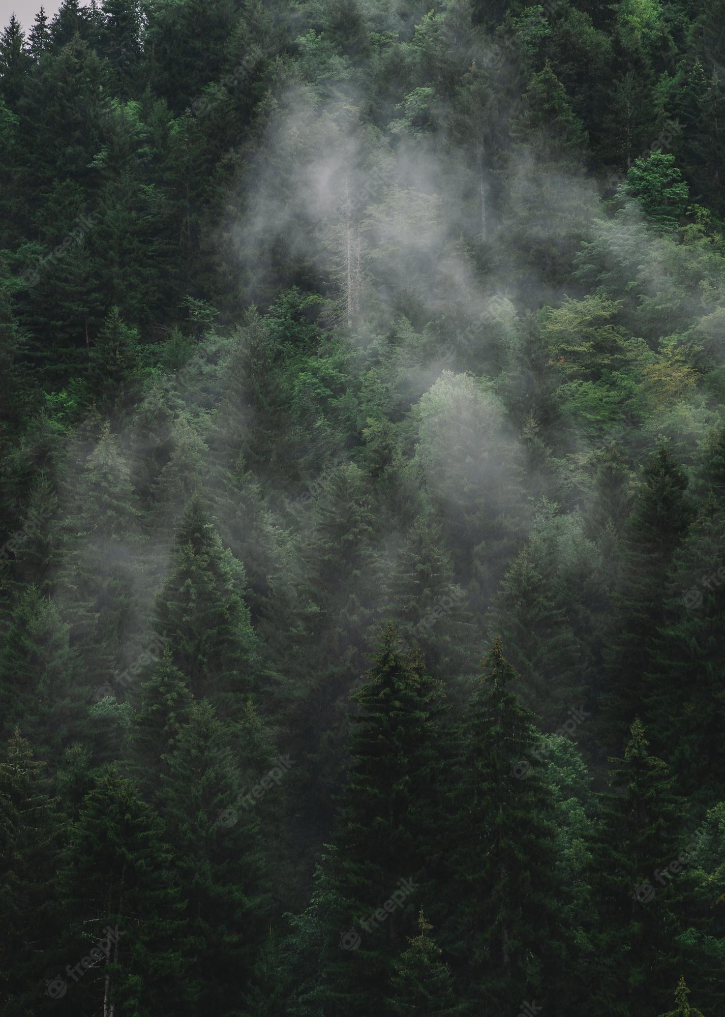 Fog rising from a dense forest of pine trees - Fog