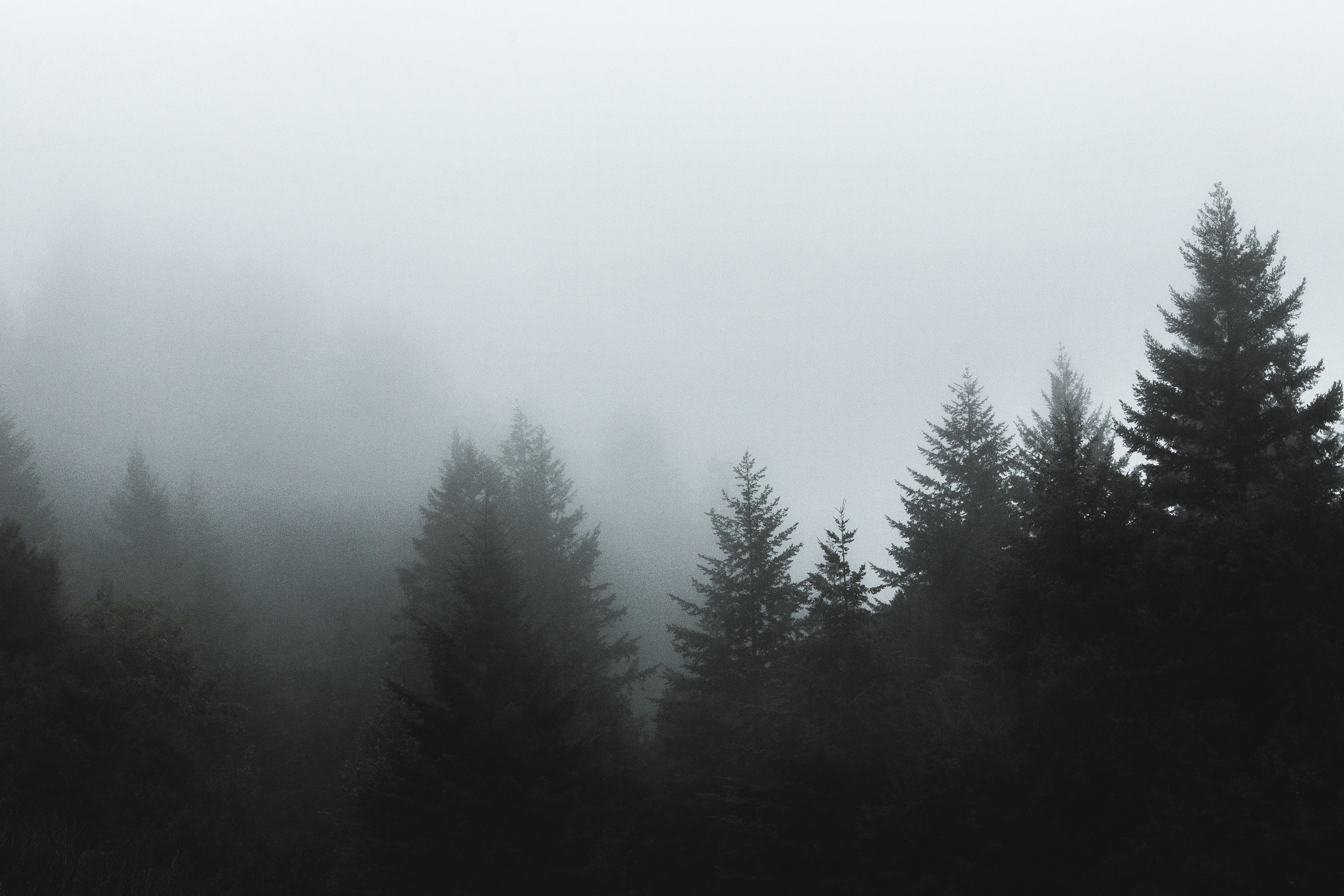 A foggy forest with pine trees in the foreground. - Fog