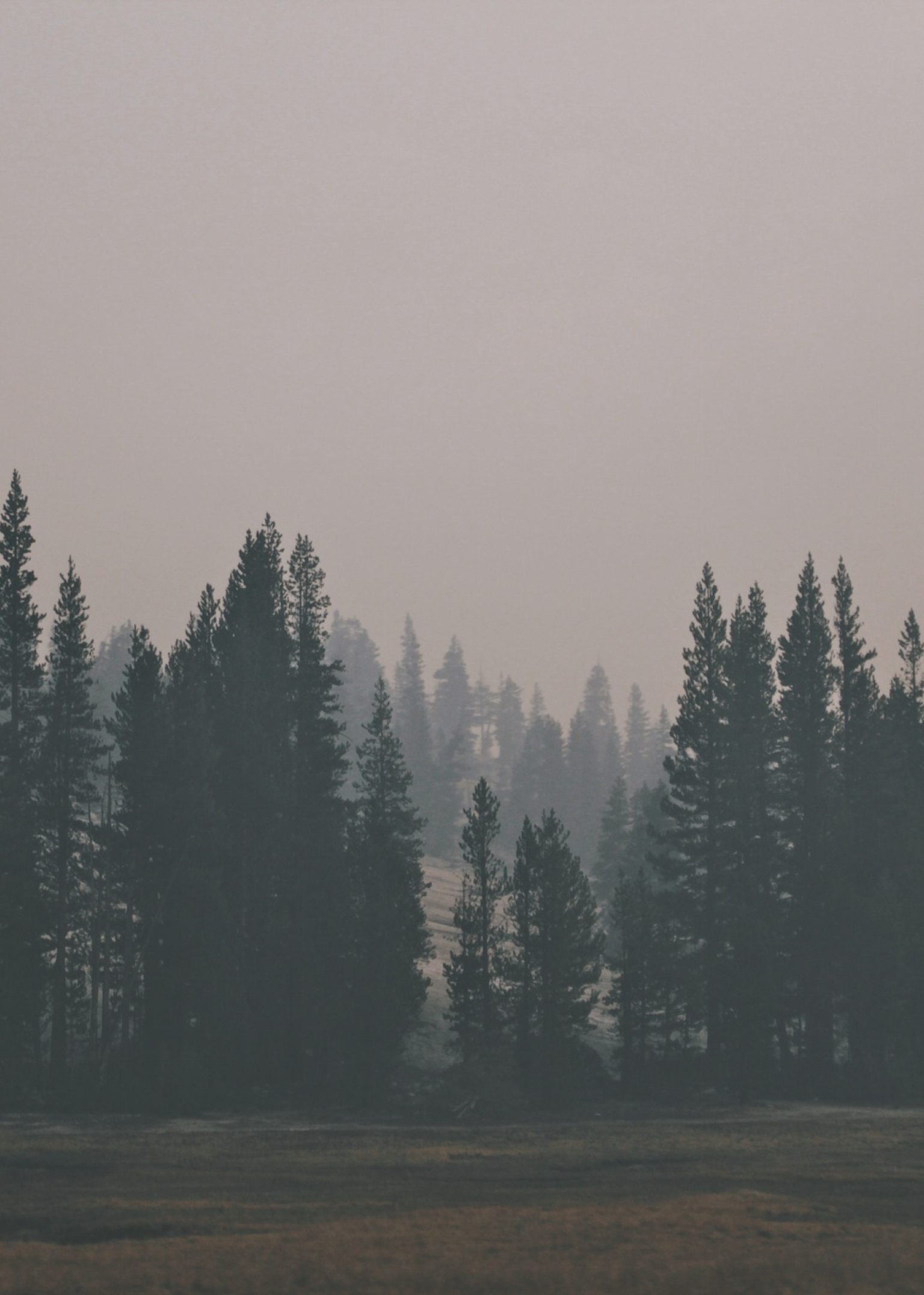 A foggy forest with pine trees in the foreground. - Fog