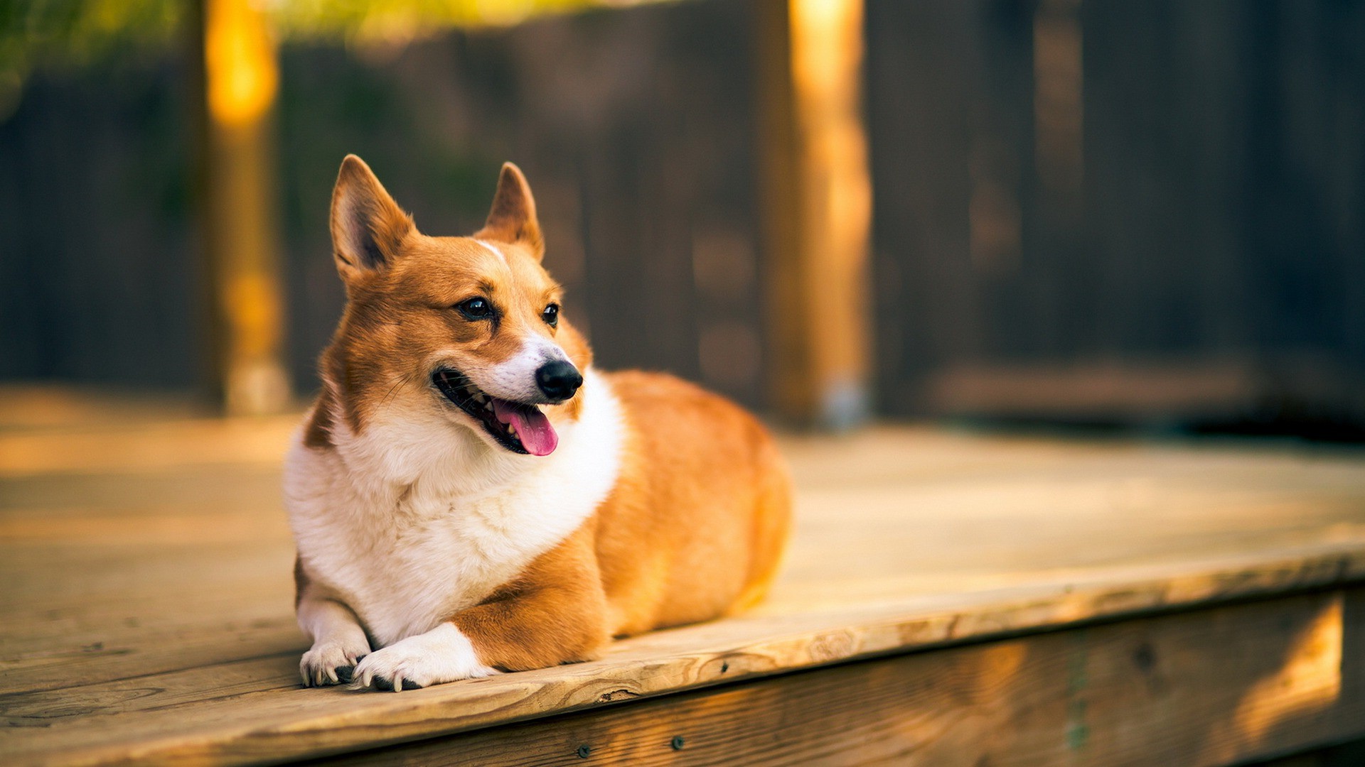 Free download Corgi Dog Animals Wooden Surface Wallpaper HD [1920x1080] for your Desktop, Mobile & Tablet. Explore Corgi Wallpaper. Welsh Corgi Wallpaper, Corgi Wallpaper for Computer, Corgi Desktop Wallpaper