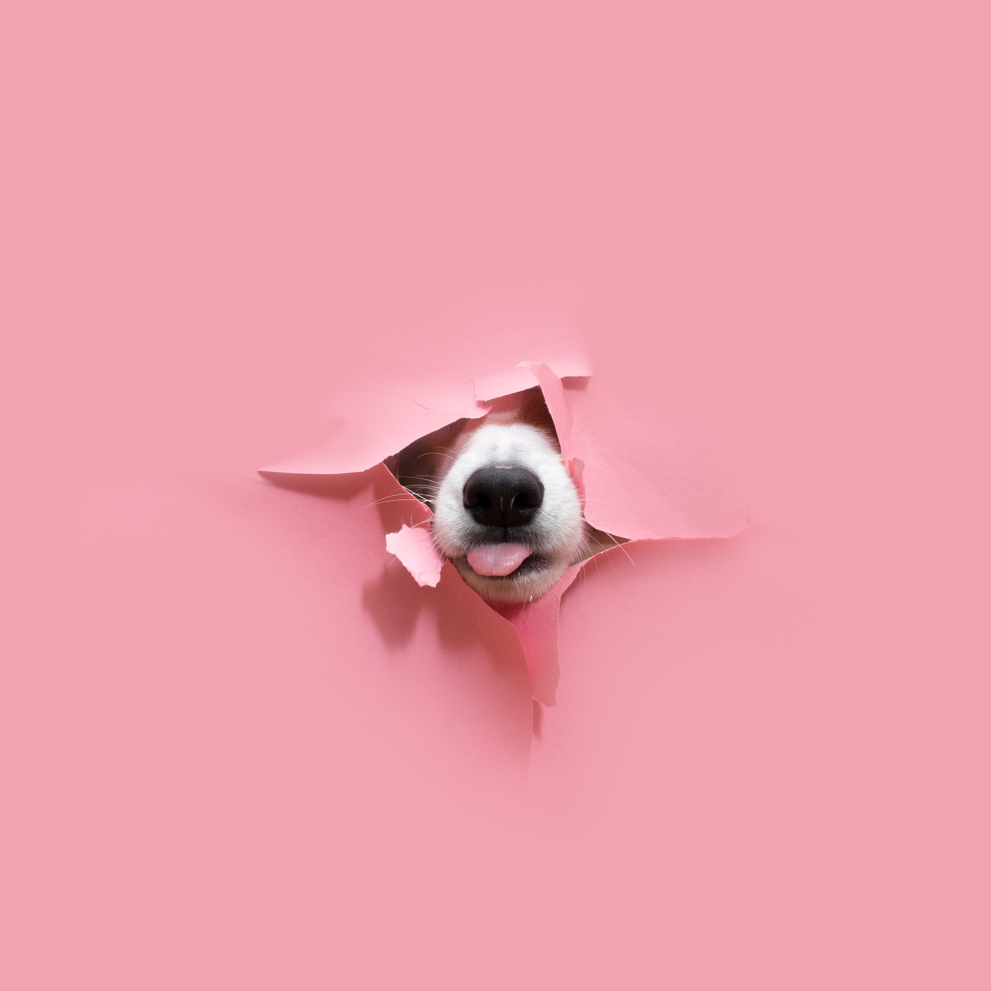 Paul the Corgi #paulthecorgi #stilllife #artdirection #corgi #pink #corgis #stilllife #artphotograph. Dog photo, Veterinary wallpaper iphone, Animal photography