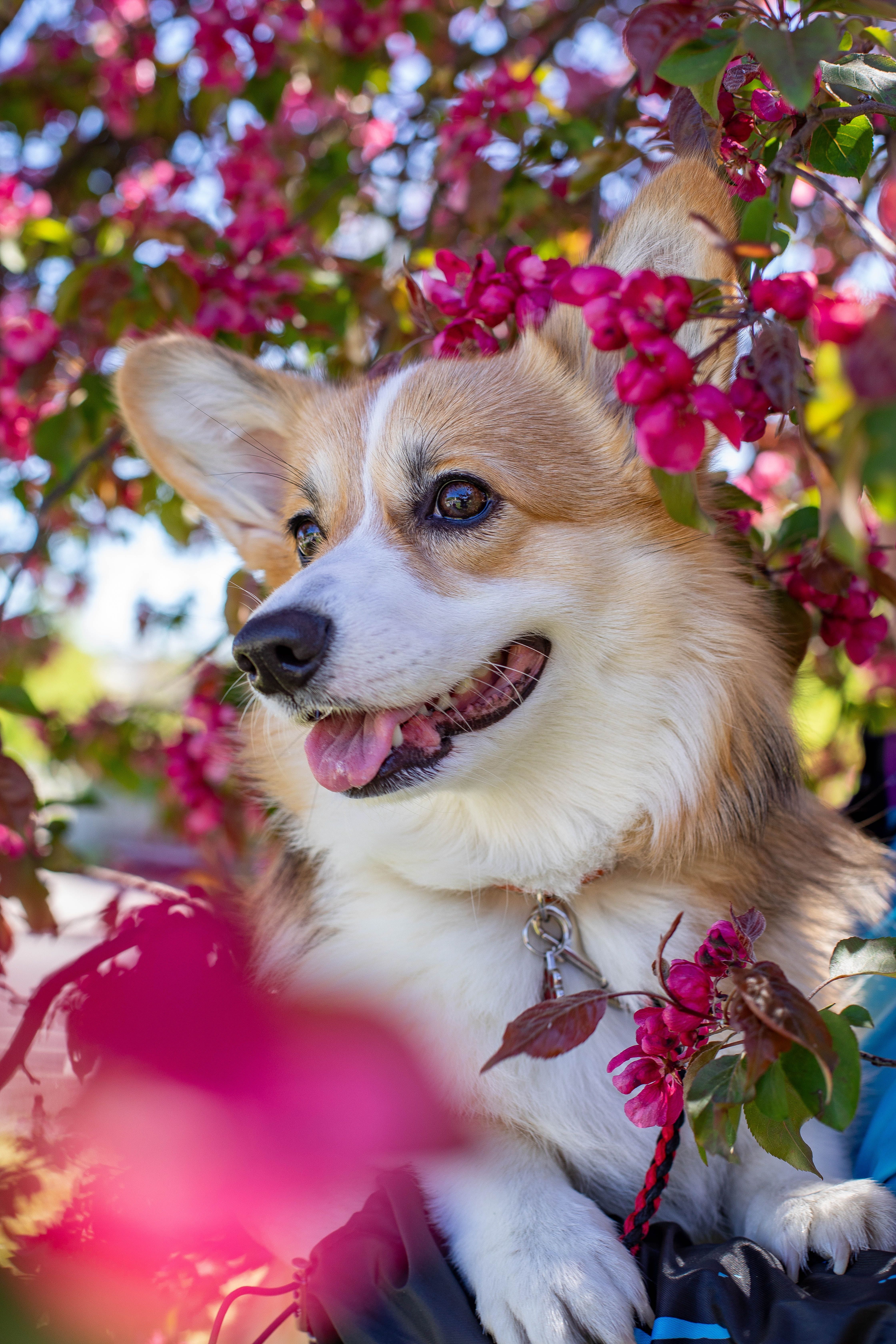 A Close Up Shot Of A Corgi Puppy Near Flowers · Free