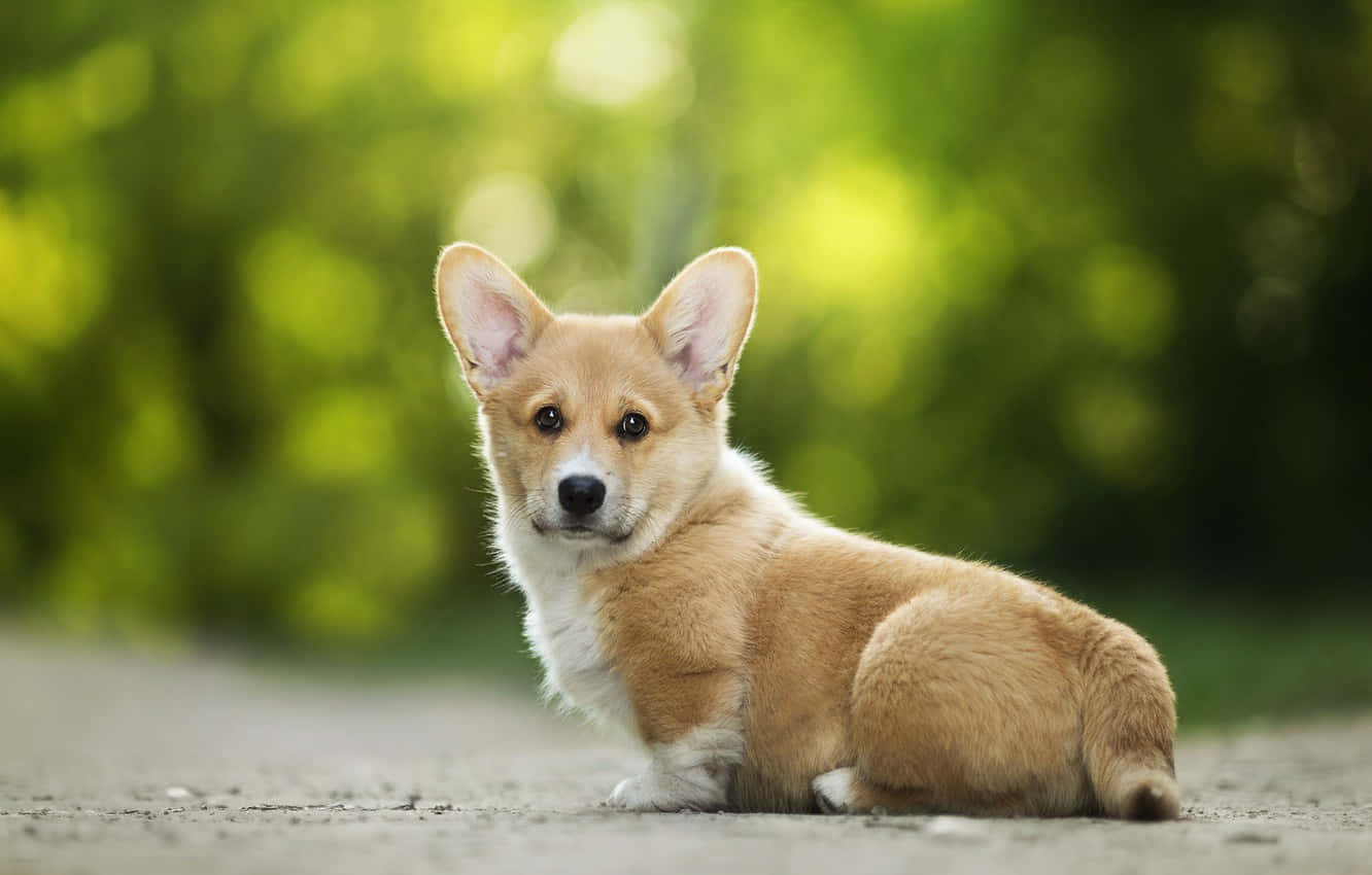 Download Aesthetic Shot Cute Corgi Wallpaper by umftv1