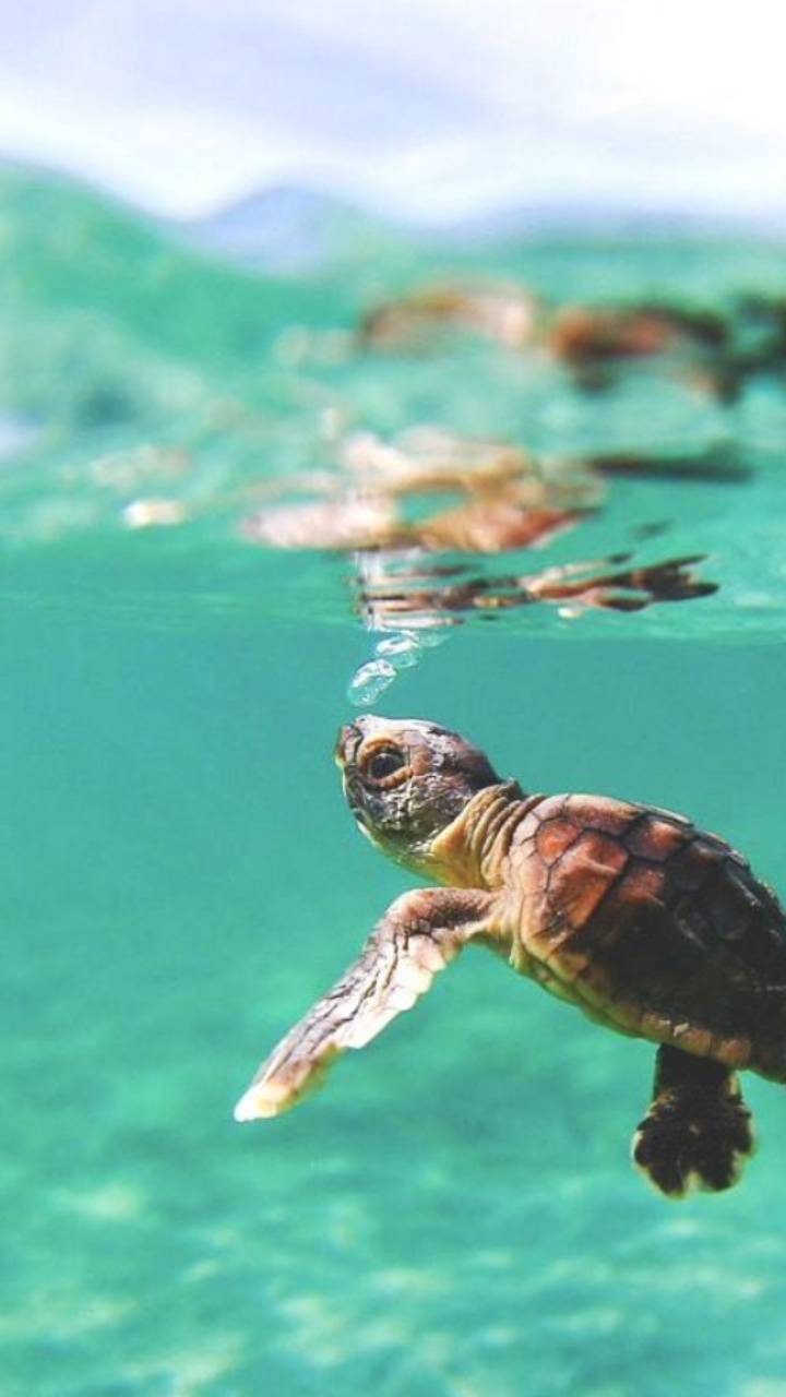 A baby sea turtle swimming in the ocean - Turtle, sea turtle
