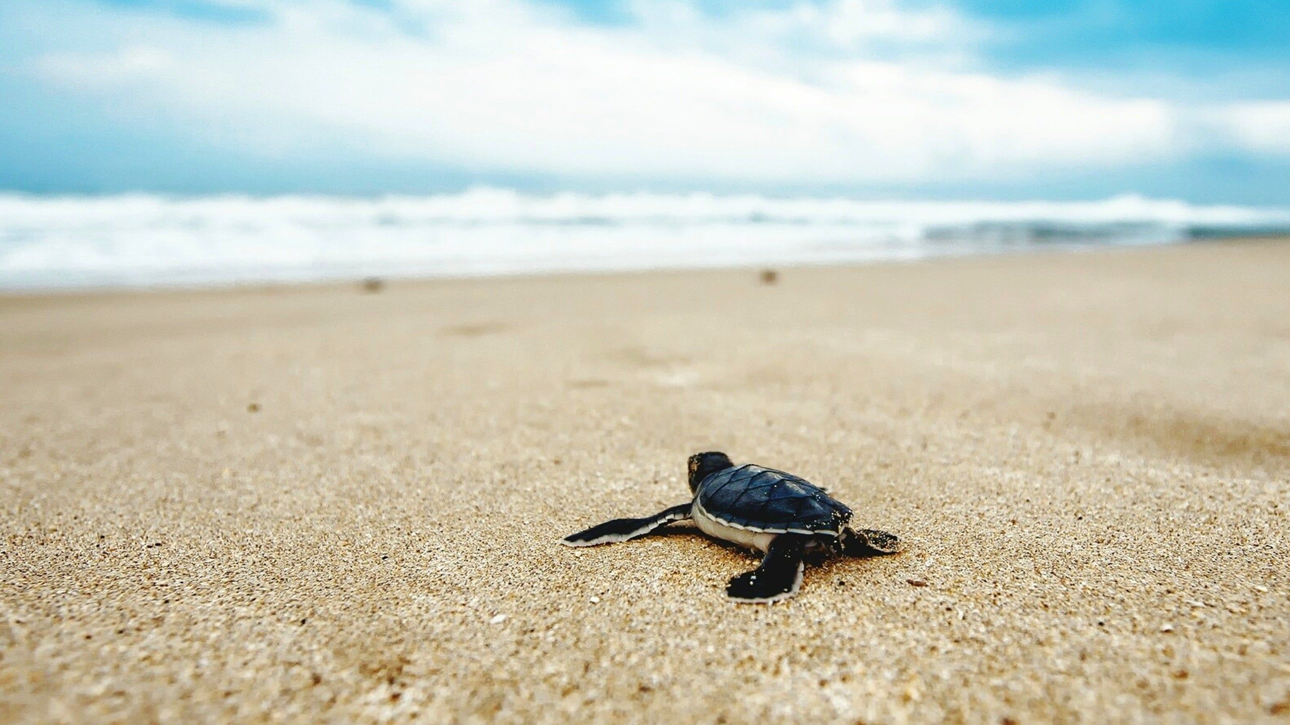 A baby turtle on the beach - Turtle, sea turtle