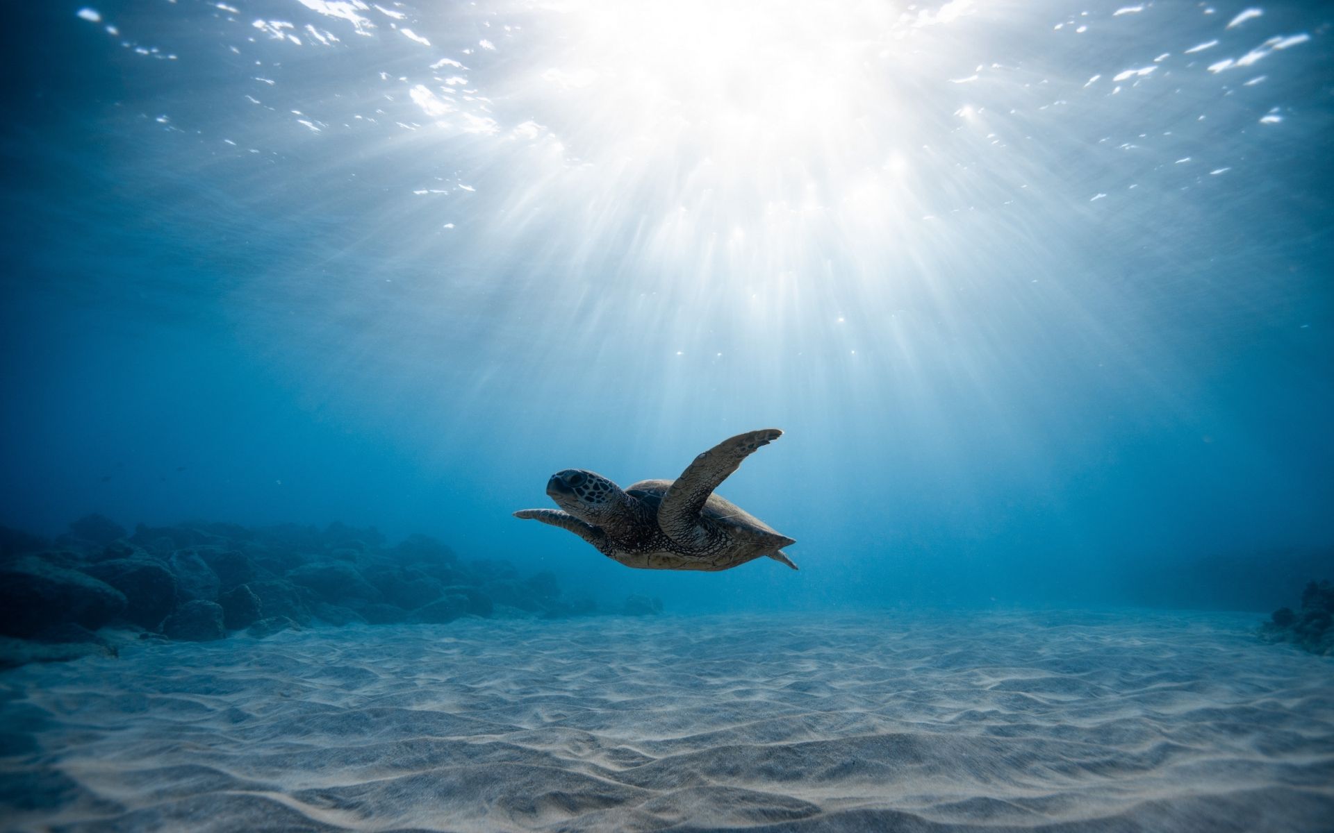 A turtle swimming in the ocean under sunlight - Turtle, sea turtle
