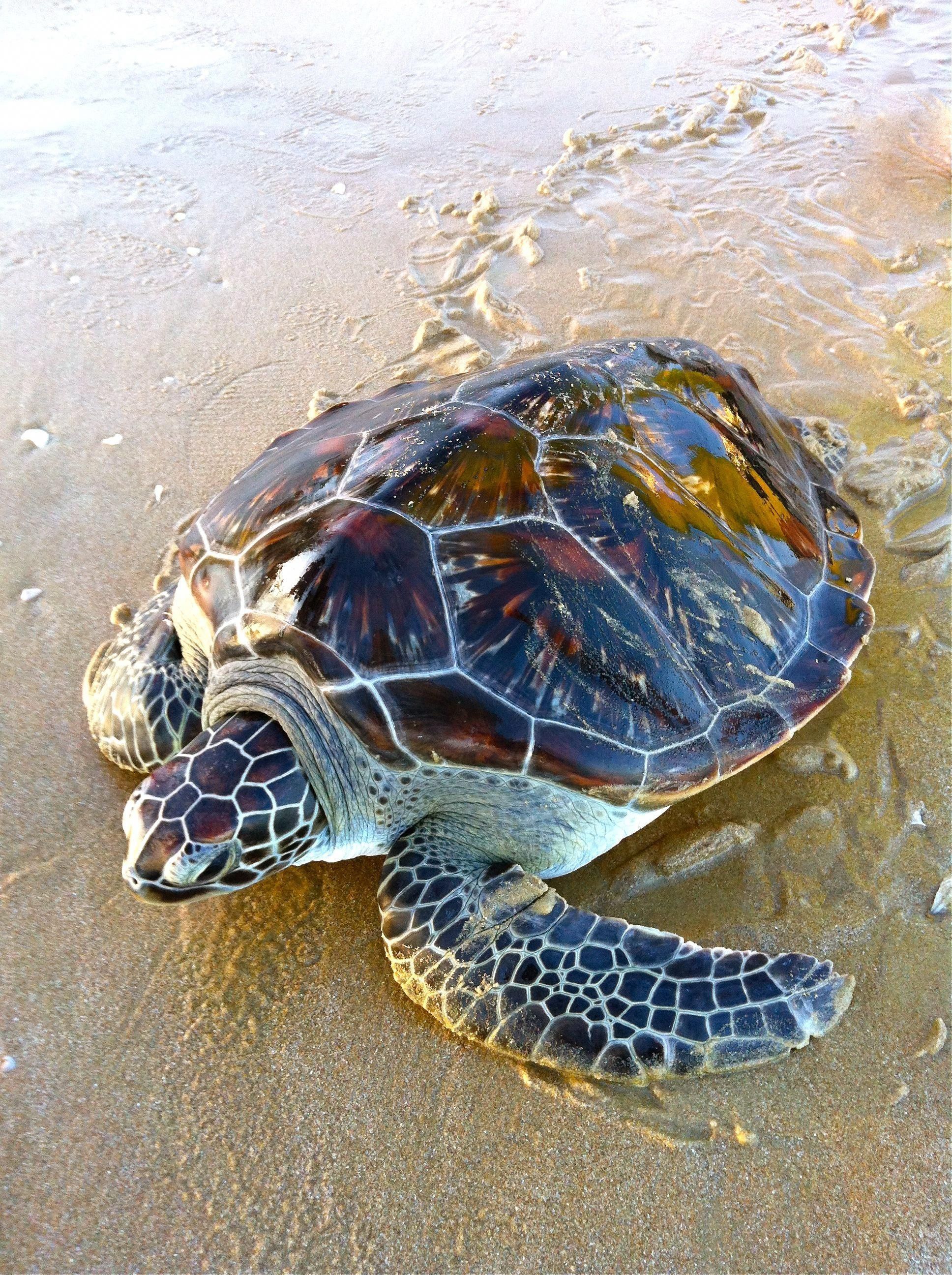A turtle is laying on the beach - Turtle