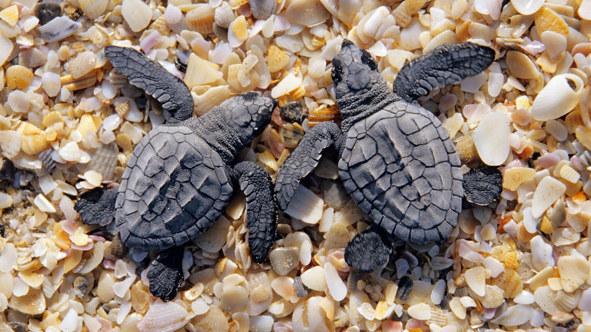 A pair of baby sea turtles crawl over a bed of seashells. - Turtle