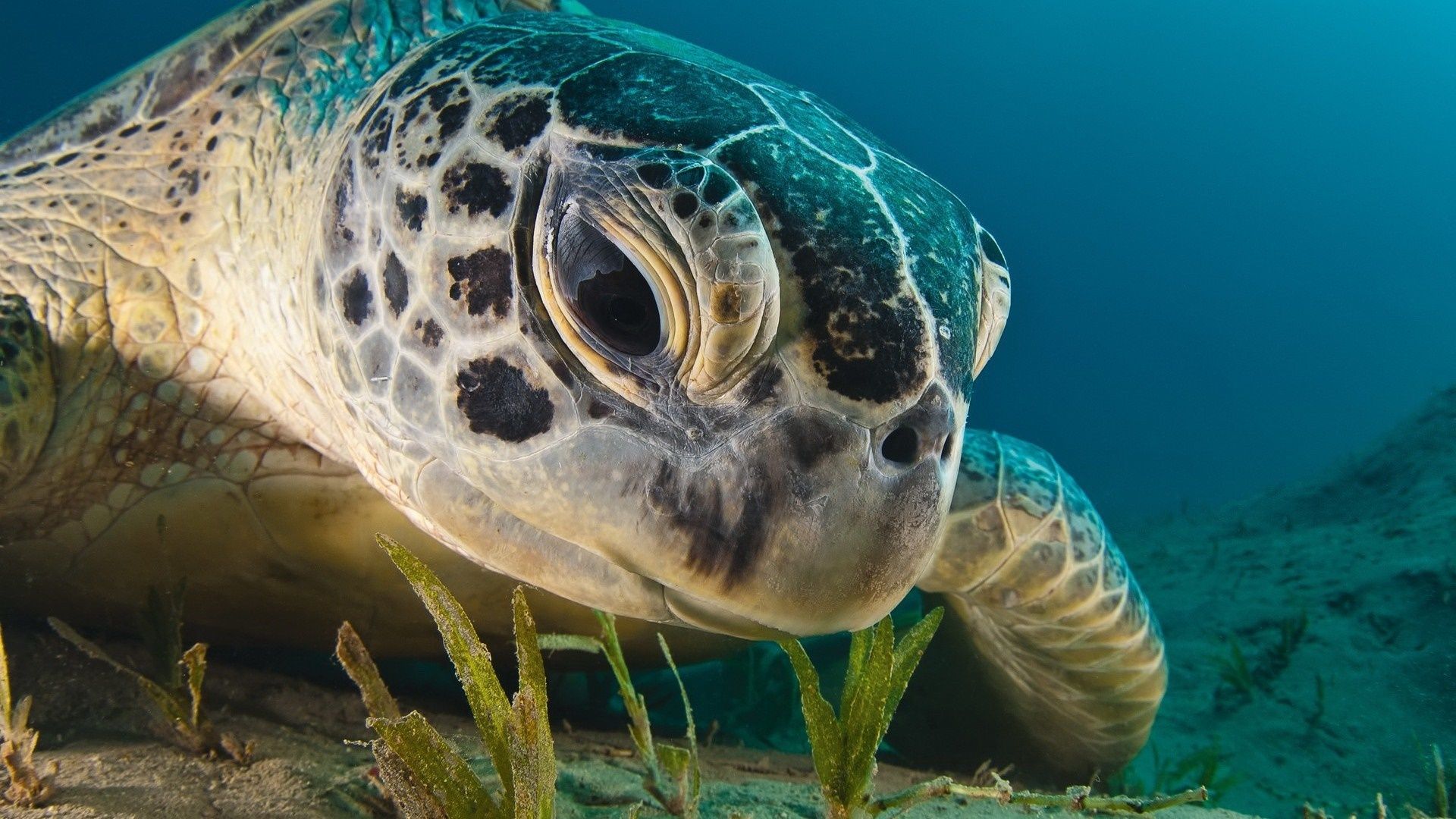 Full HD sea turtle wallpaper