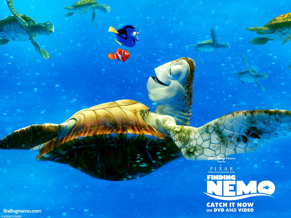 Finding Nemo, Sea Turtle, Green Sea Turtle background. Best Free photo