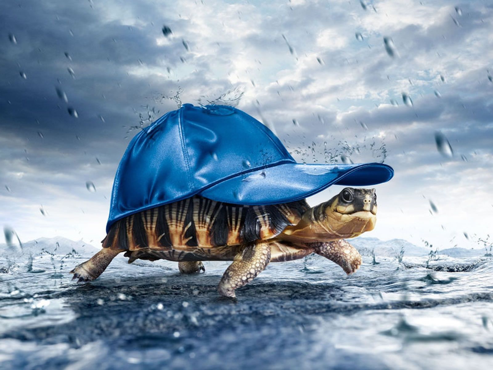 A turtle wearing an umbrella hat in the rain - Turtle