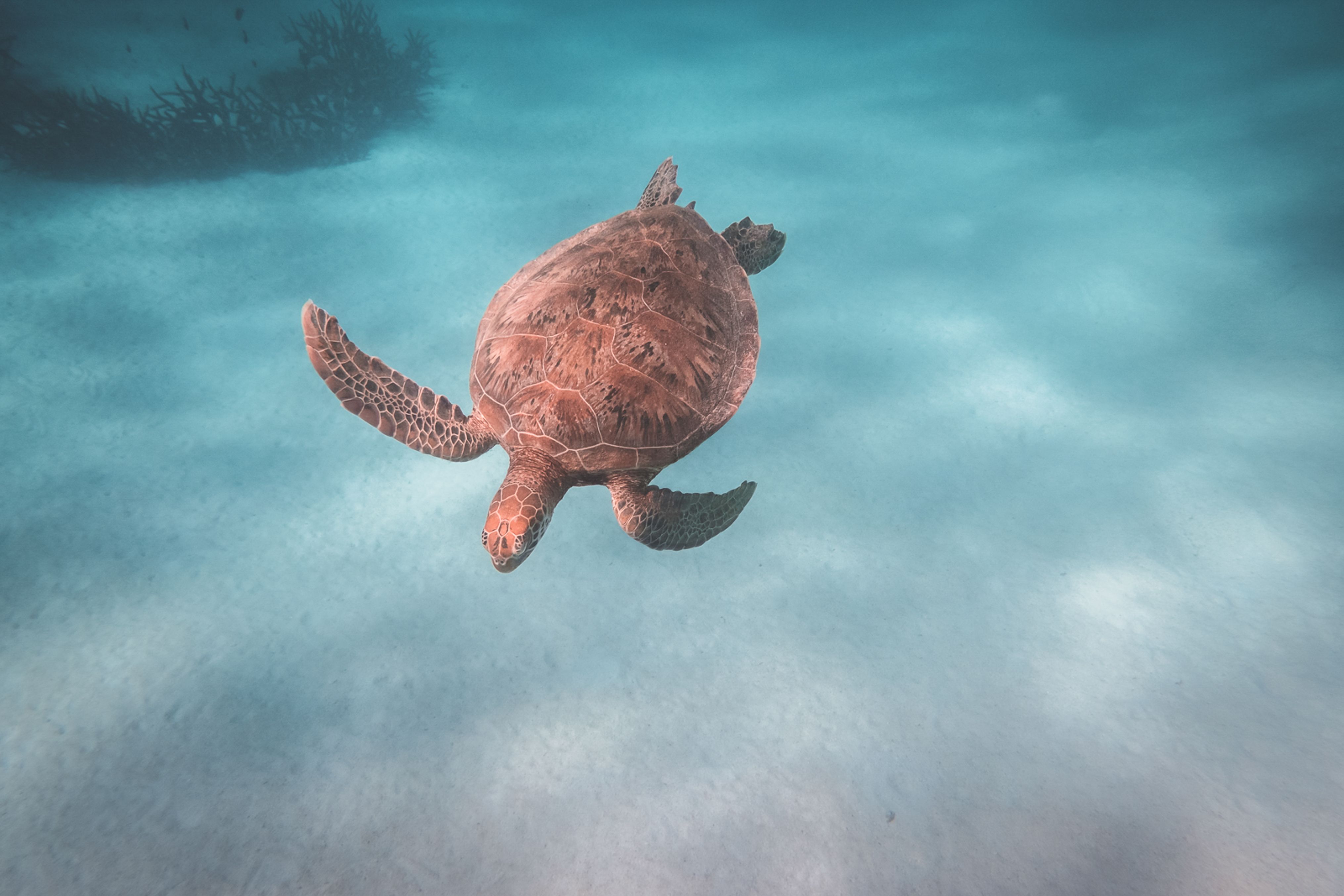 Turtle swimming in deep water · Free